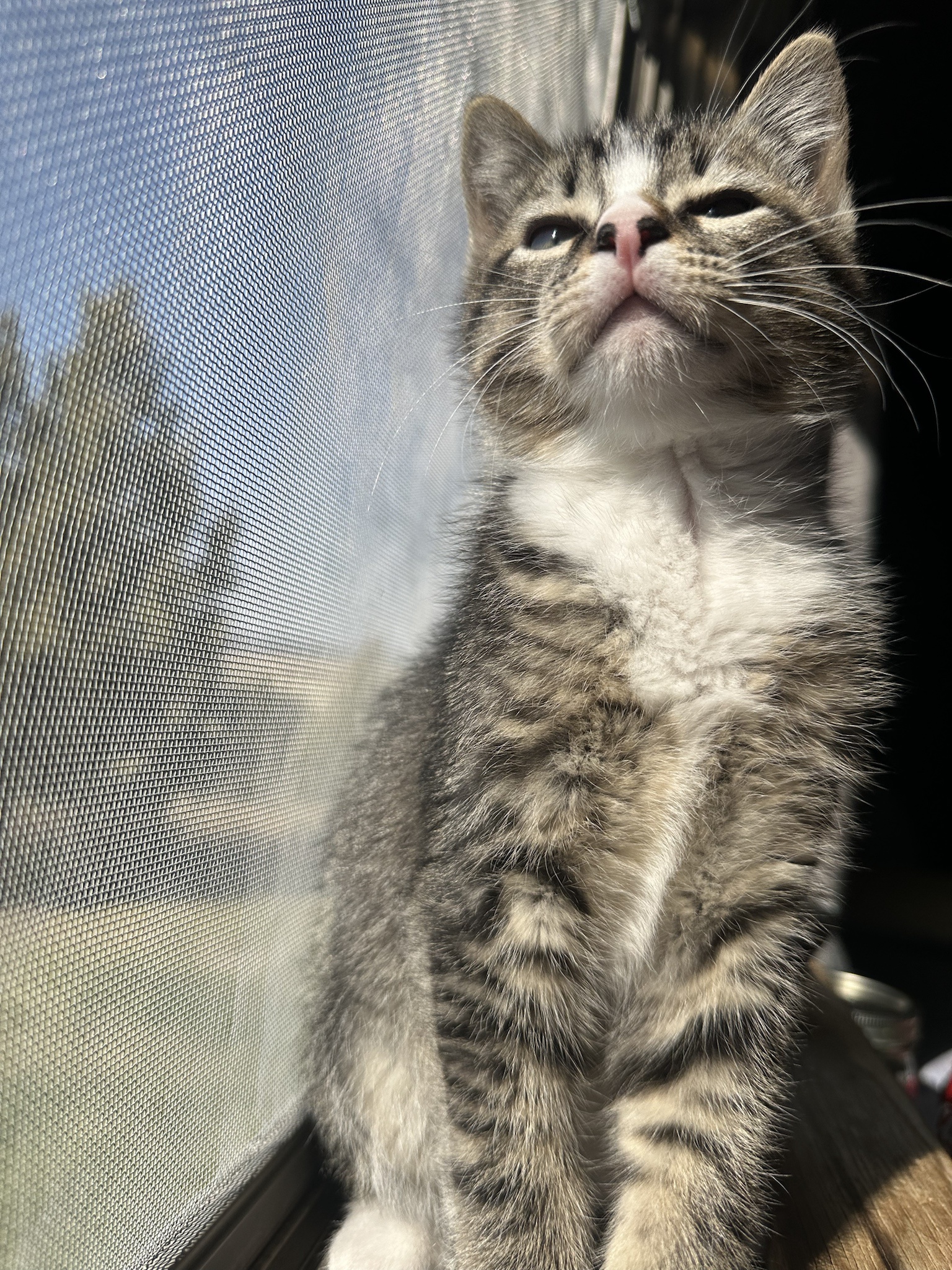 Meet Big Brother Goose: The Protector