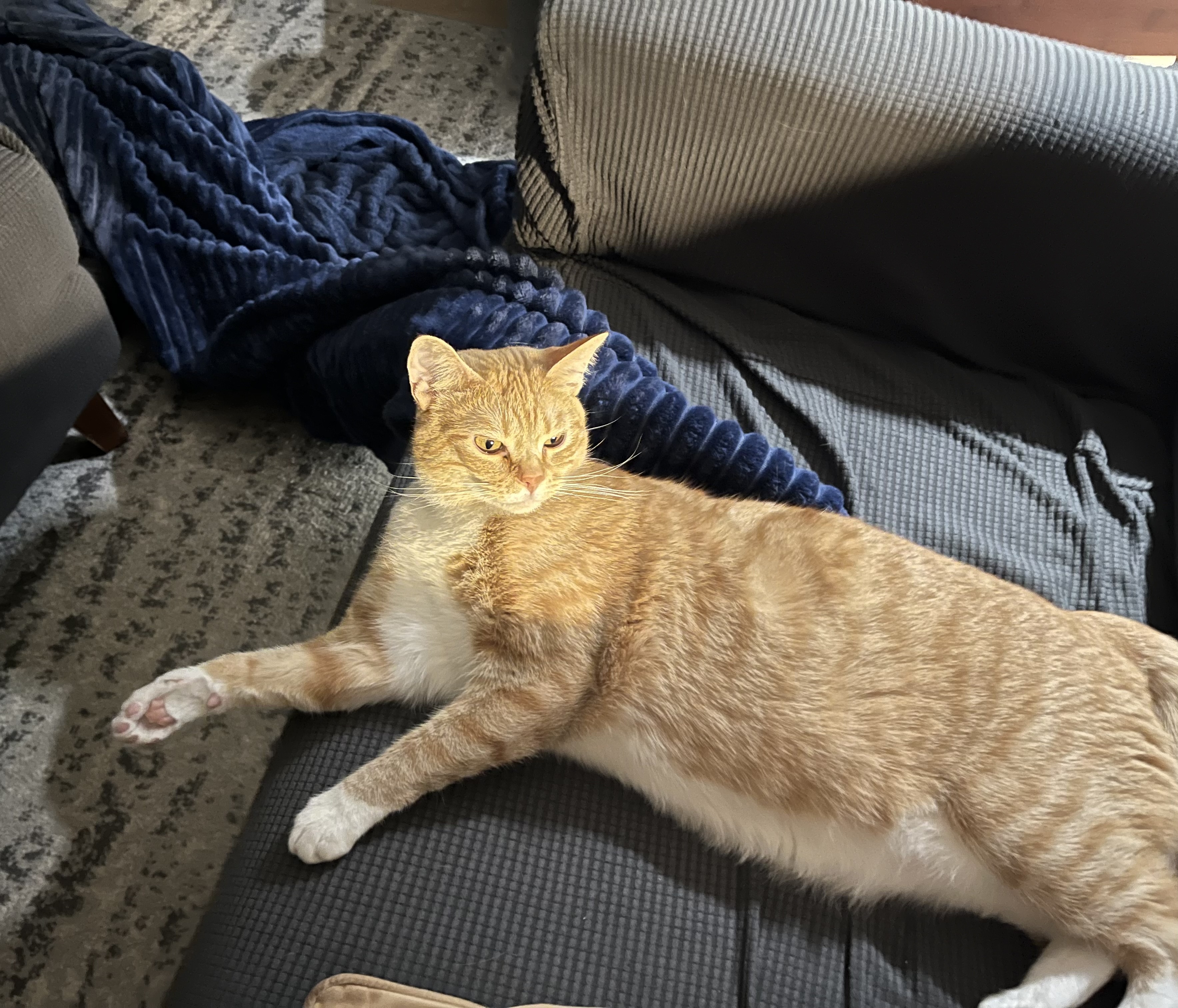 The Blanket Bandit Strikes Again, But Not for Long!