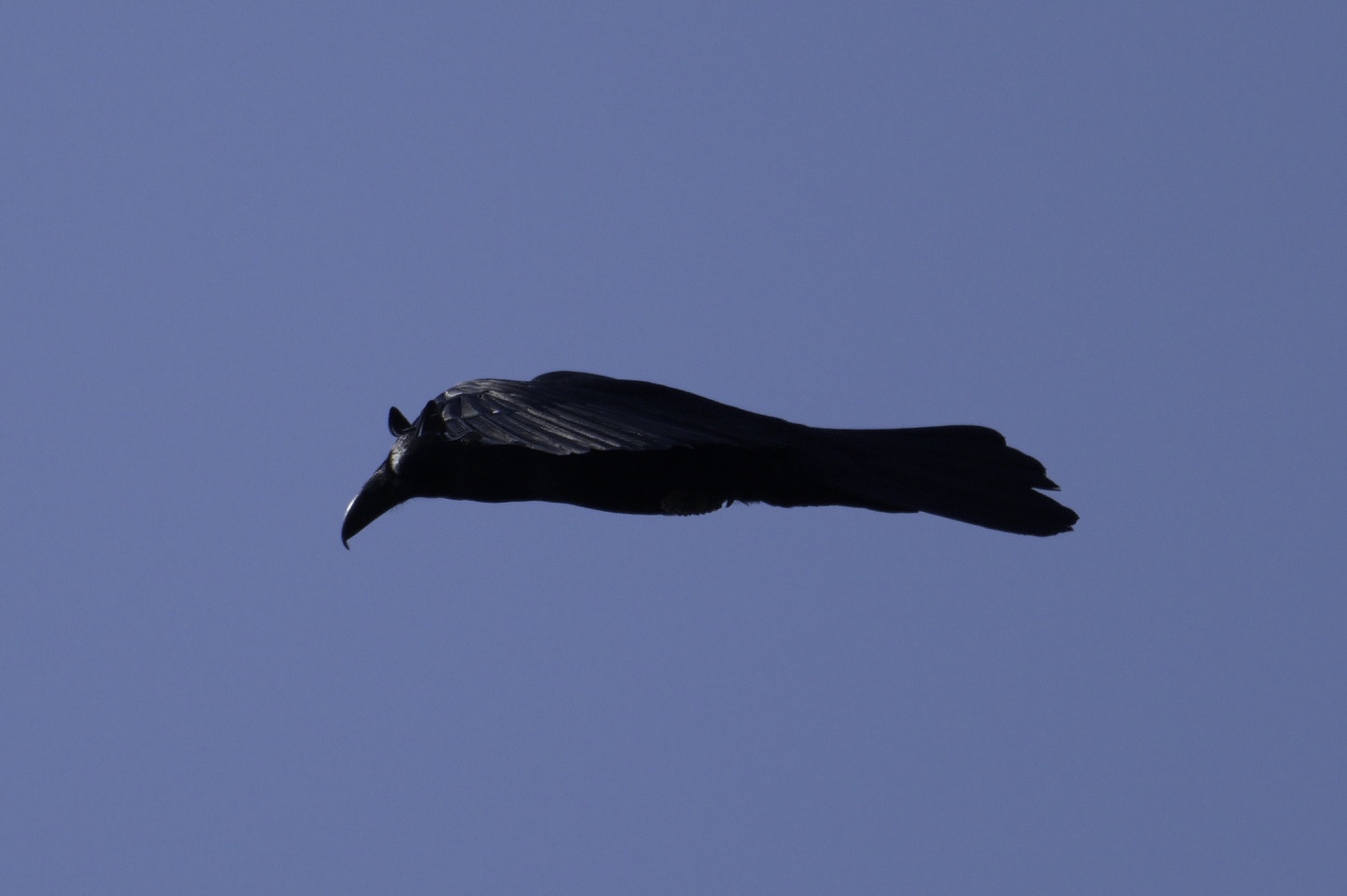 The Sneaky Corvid Stealth Bomber in Action