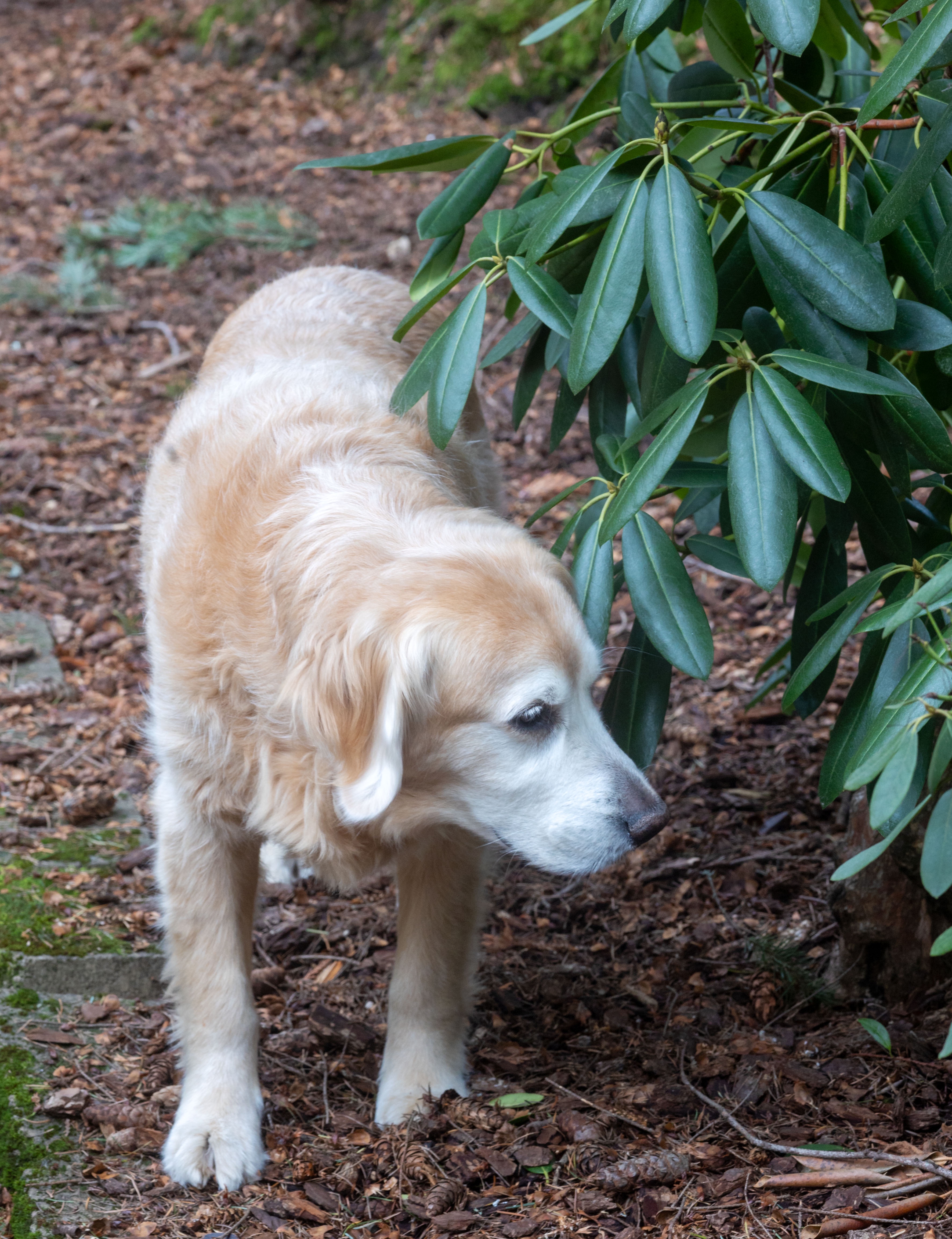 Cooper the Explorer Sniffing Around the Yard