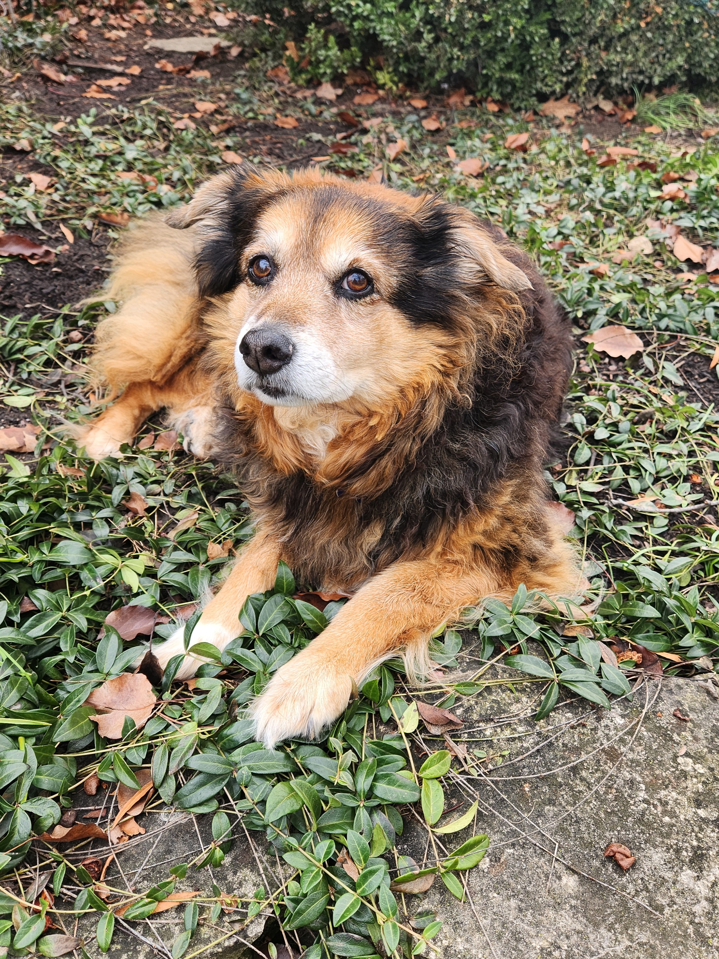 Peanut the Dog's Daily Snapshot - Day 1577