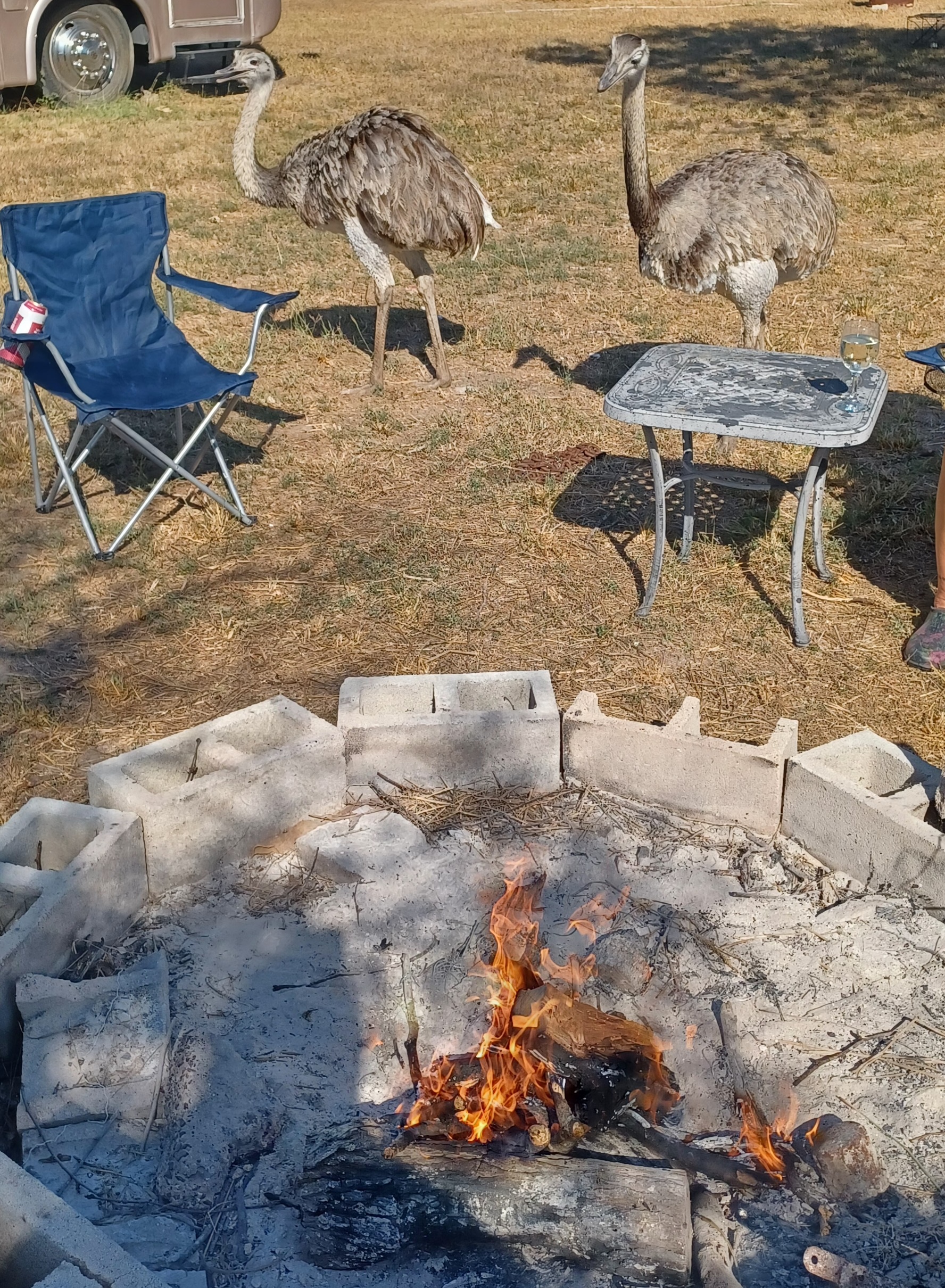 Getting ready to cook over a campfire, and look who decided to lend a hand!