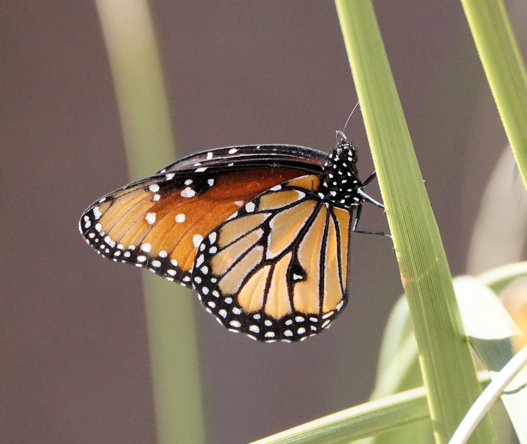 The Majestic Queen Butterfly Takes Flight