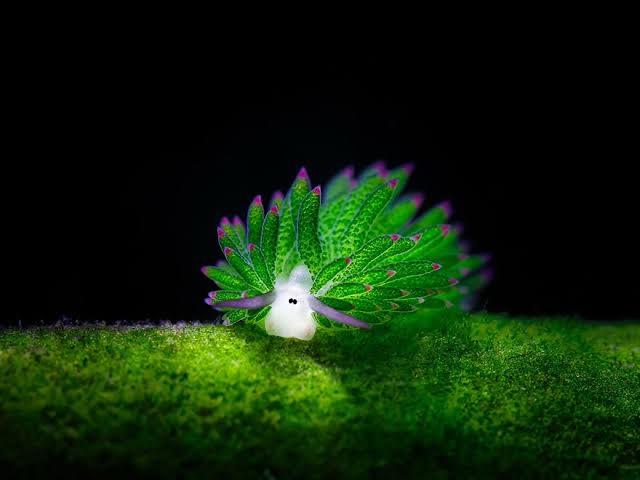 Meet the adorable leaf sheep sea slug!