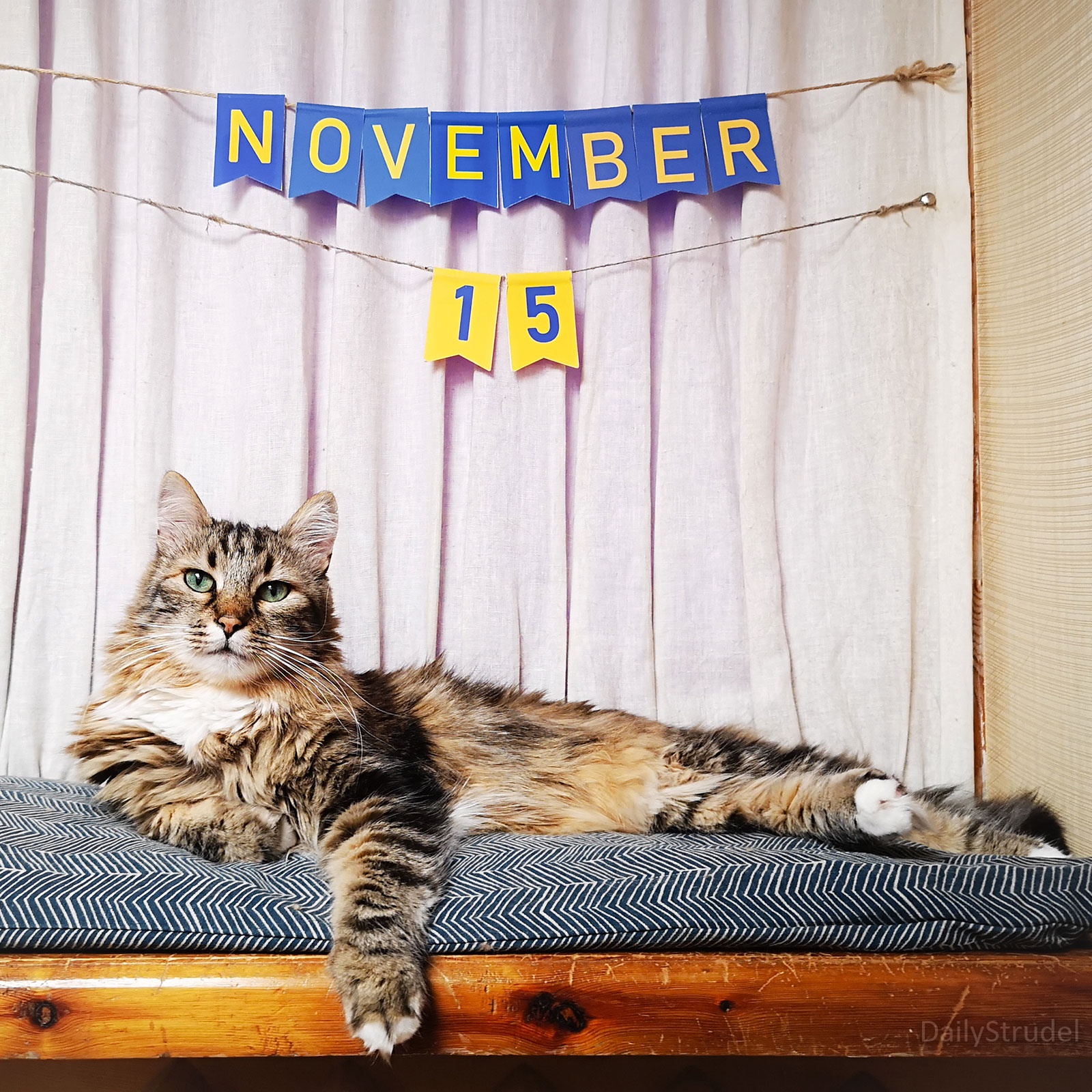 Mark Your Calendars: November 15 is Here!