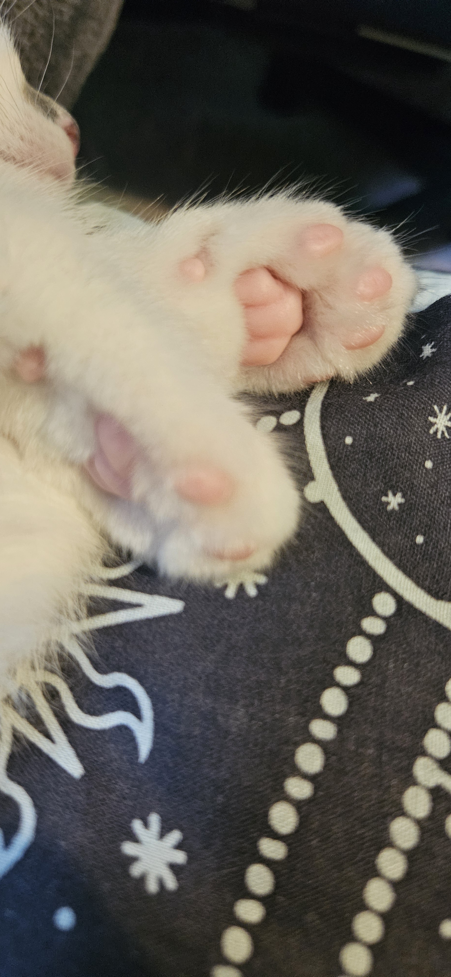 All about those beans!