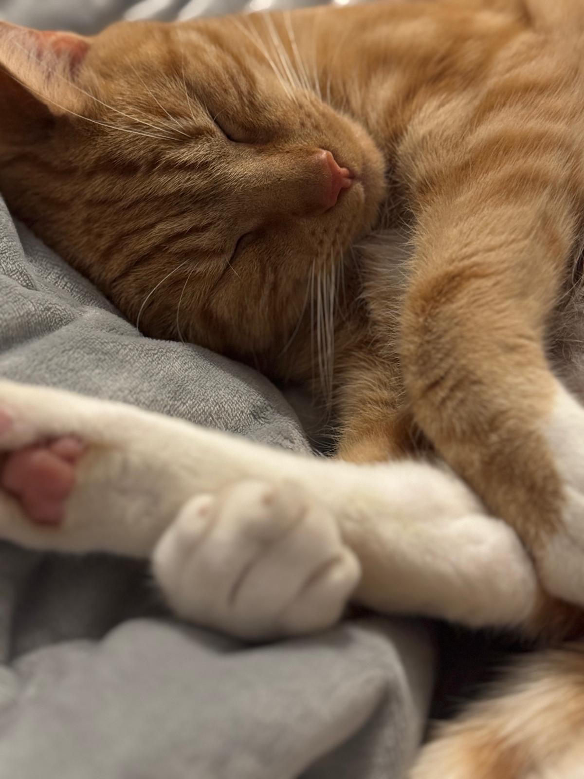 Biscuit's Daily Dose of Cuteness