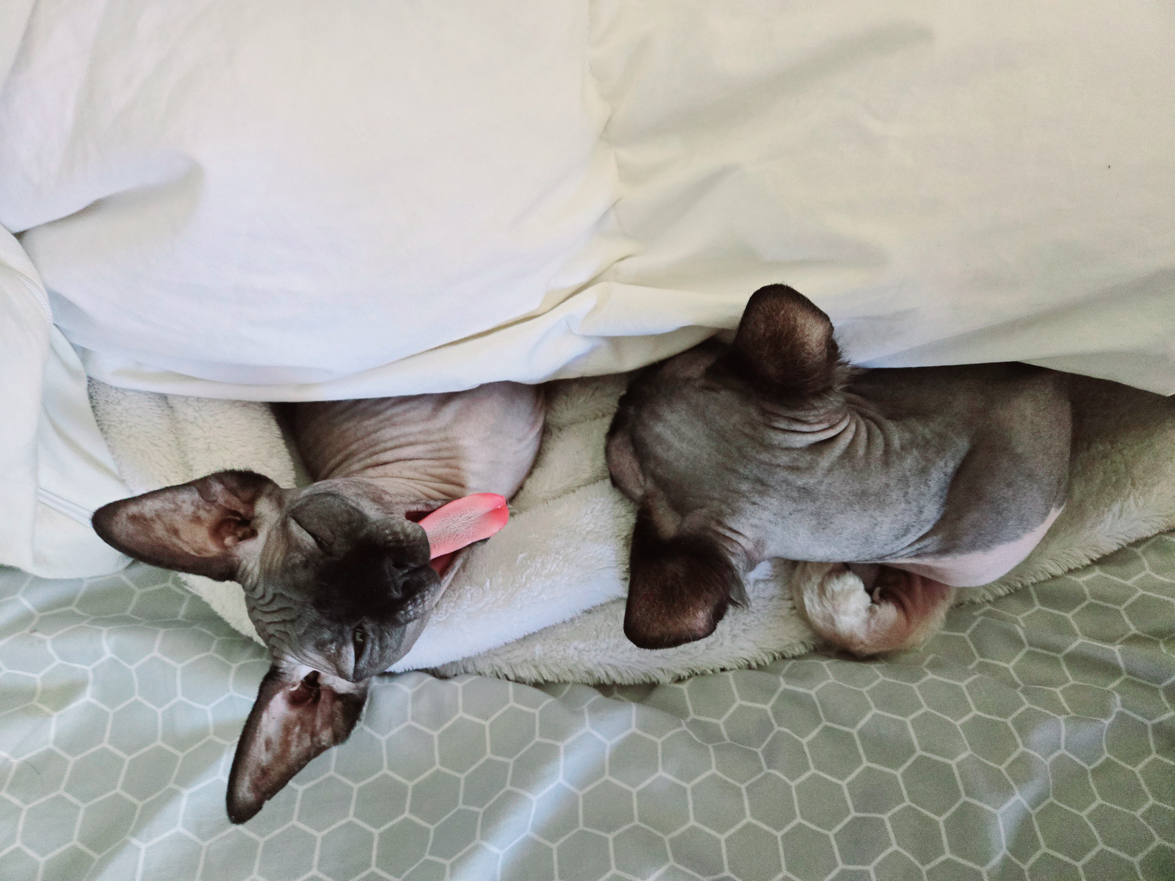 It's a cozy and happy sleepy caturday!