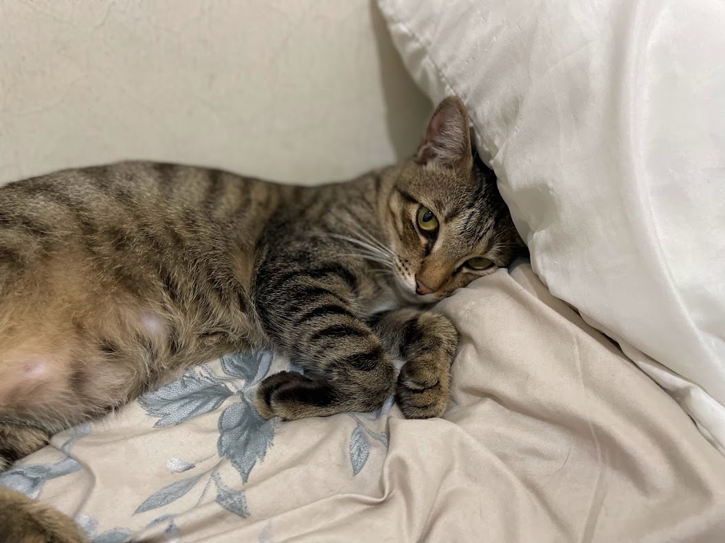Another Adorable Cat Moment
