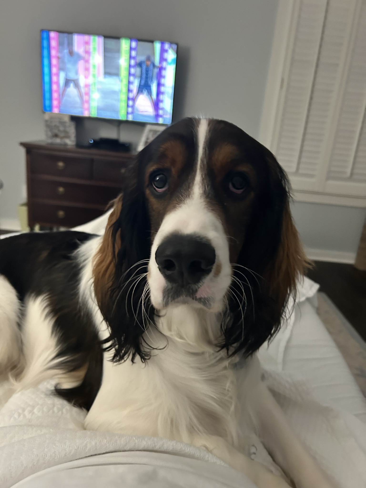 Introducing Bailey, the Charming Pup