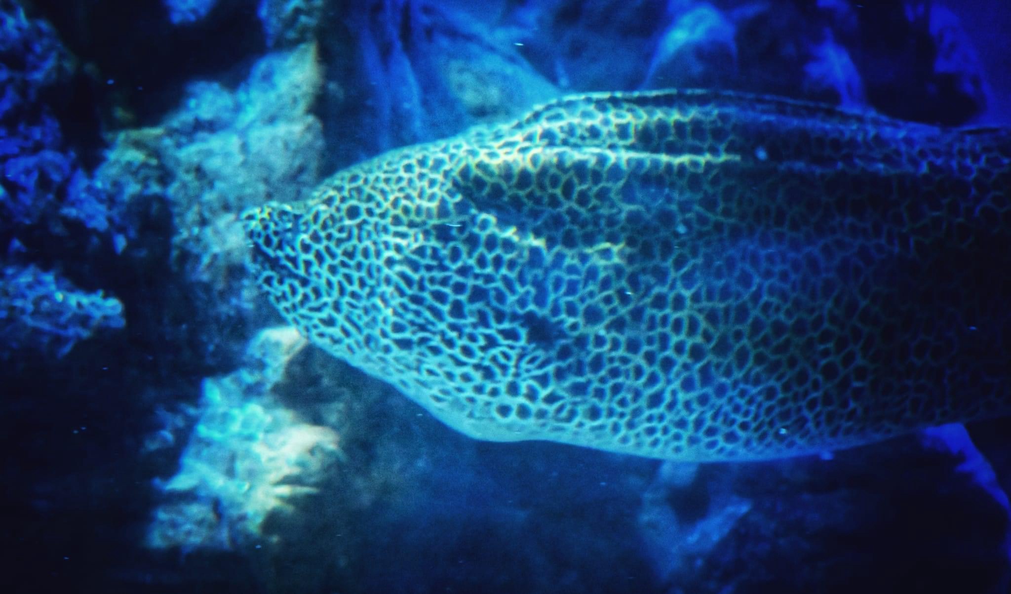 The Fascinating World of Eels