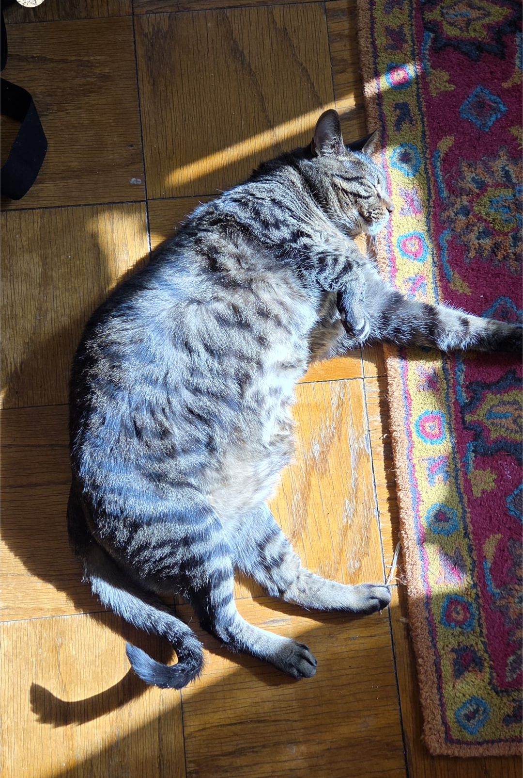 My Adorable Boy Enjoying a Cozy Nap on the Heated Floors