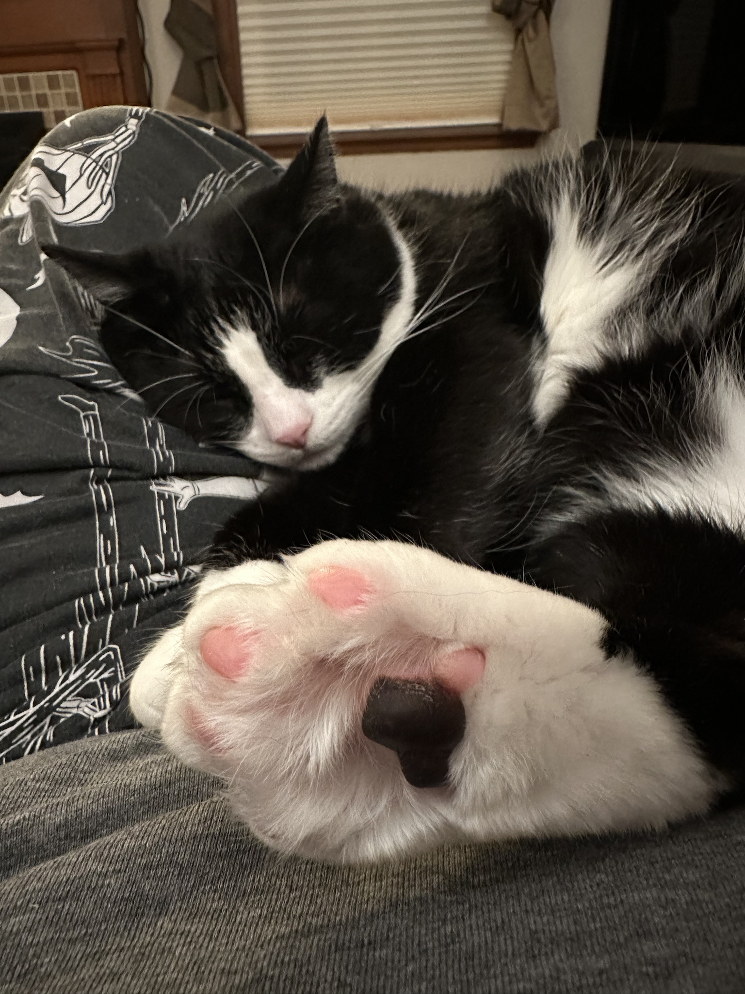 The OnlyBeans Lifestyle