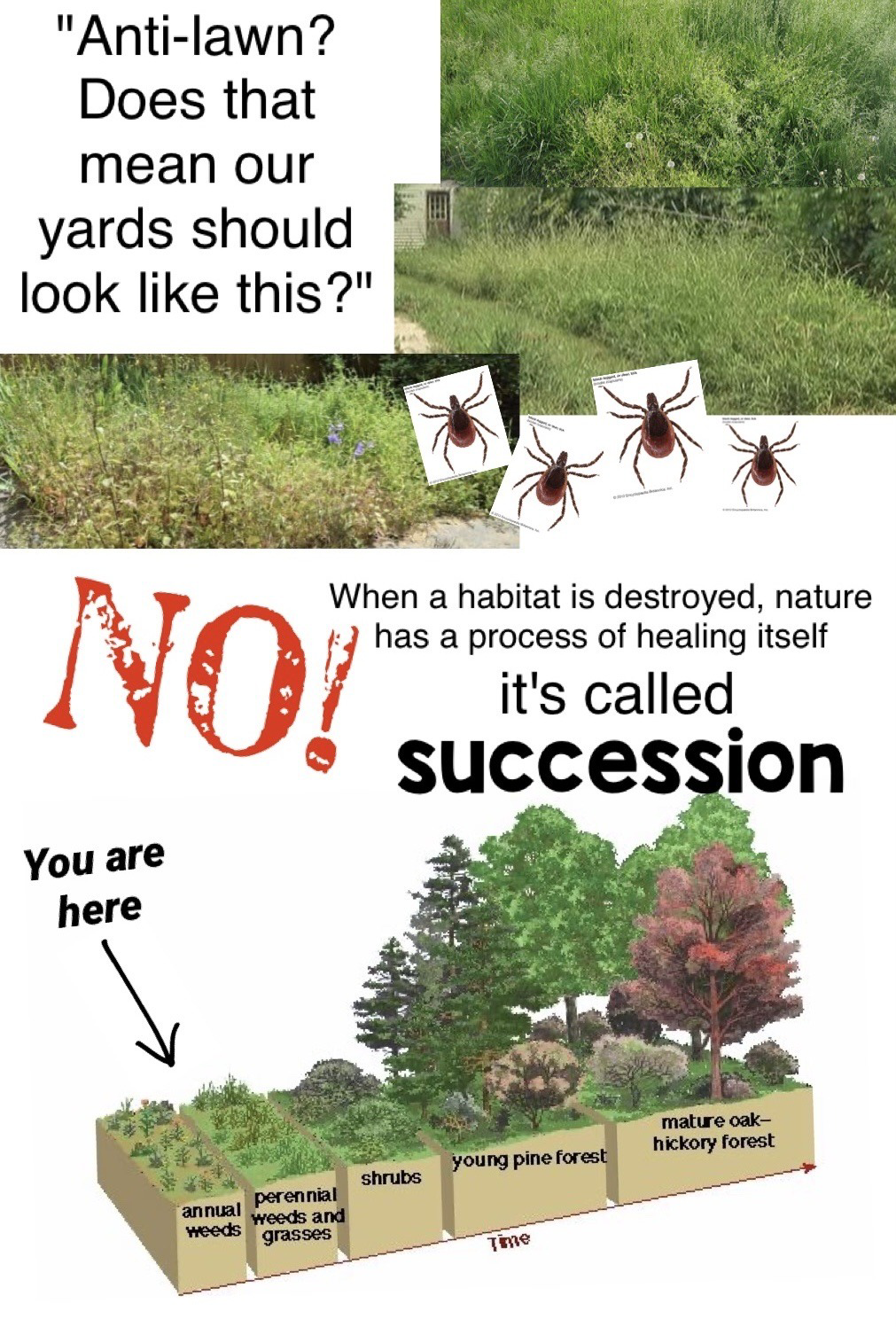 You Can Have a Natural Lawn Without Ticks!