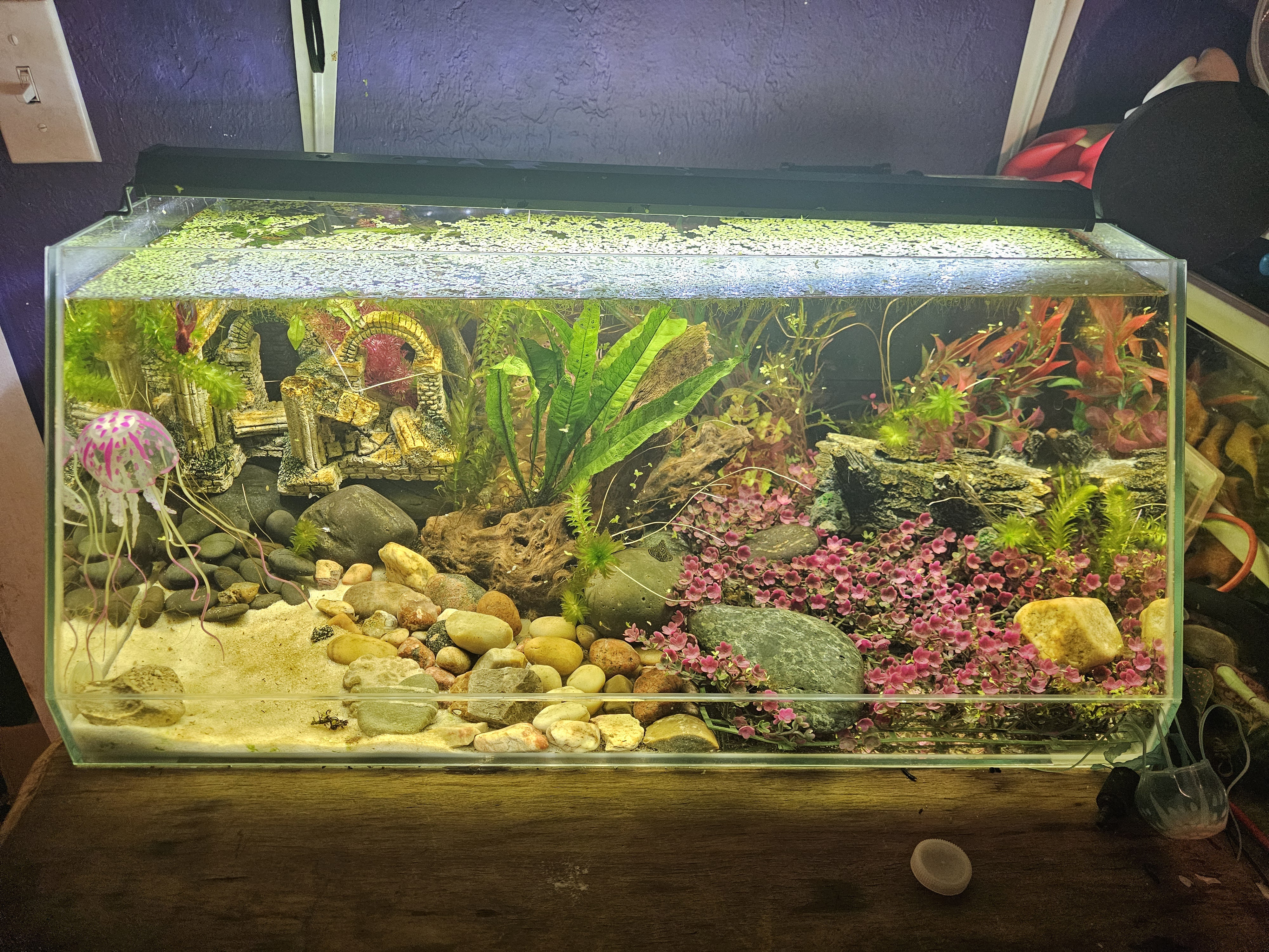 The Quirky World of Slated Fish Tanks