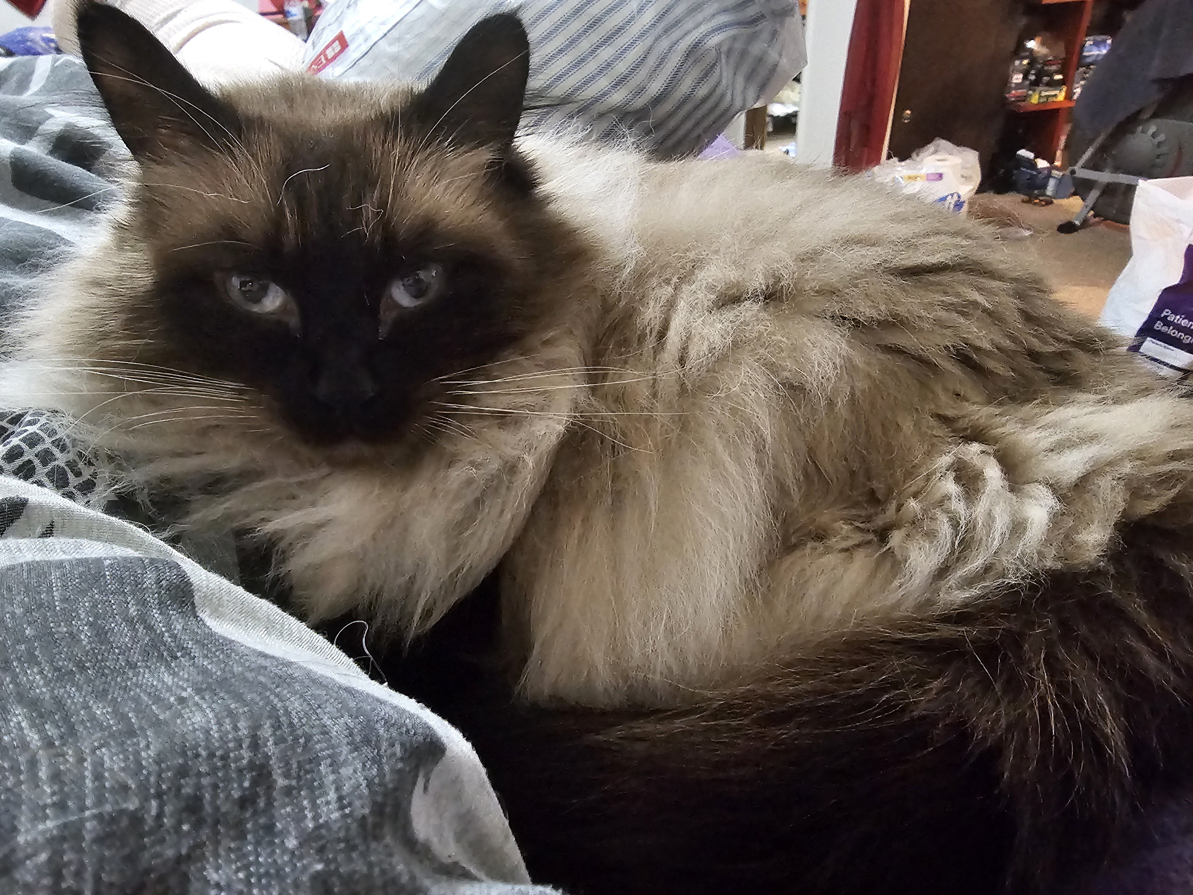 Tibs has been my loyal companion ever since I returned home from surgery yesterday.