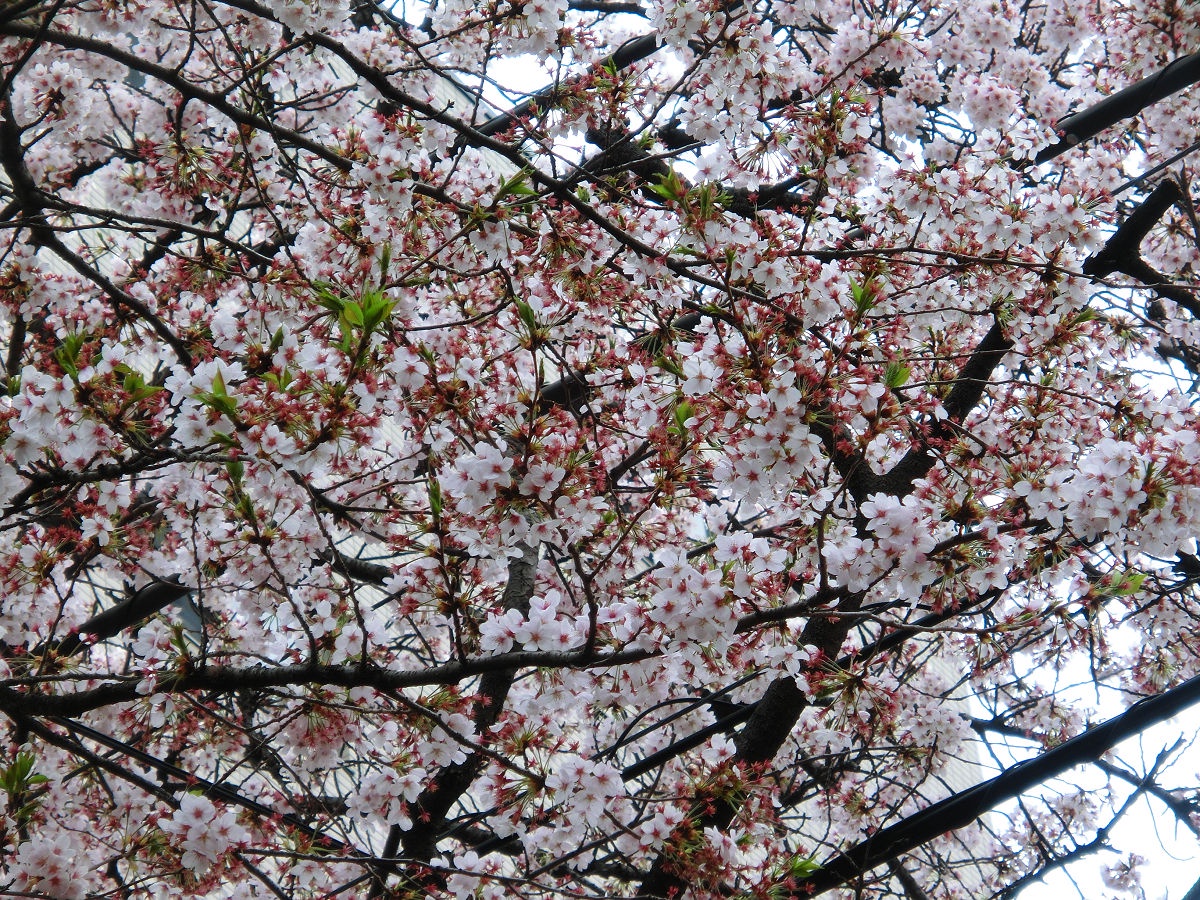 April 2015 in Matsudo, Chiba Prefecture: A Snapshot