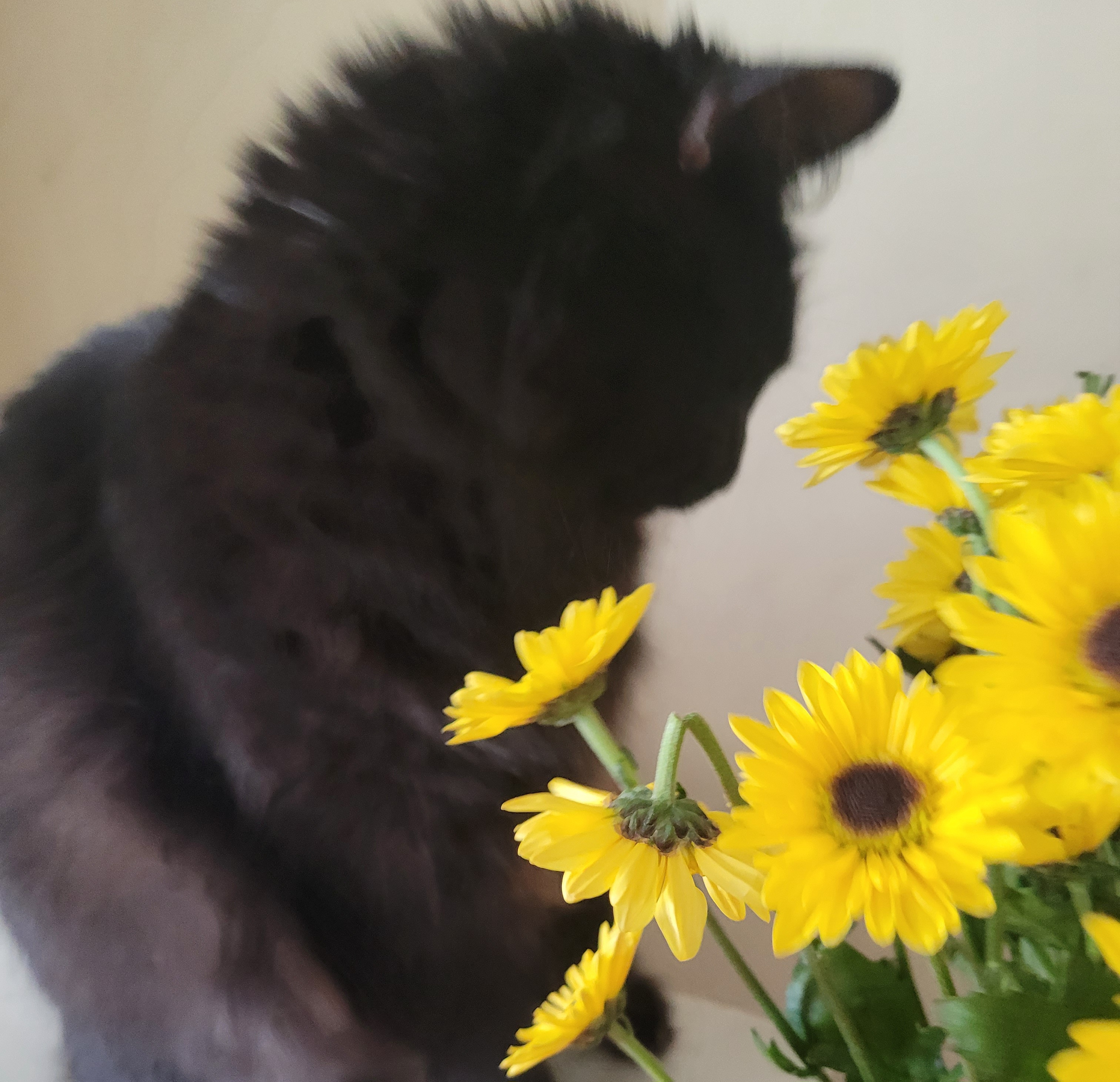 Caturday Surprise: A Delightful Twist for Cat Lovers
