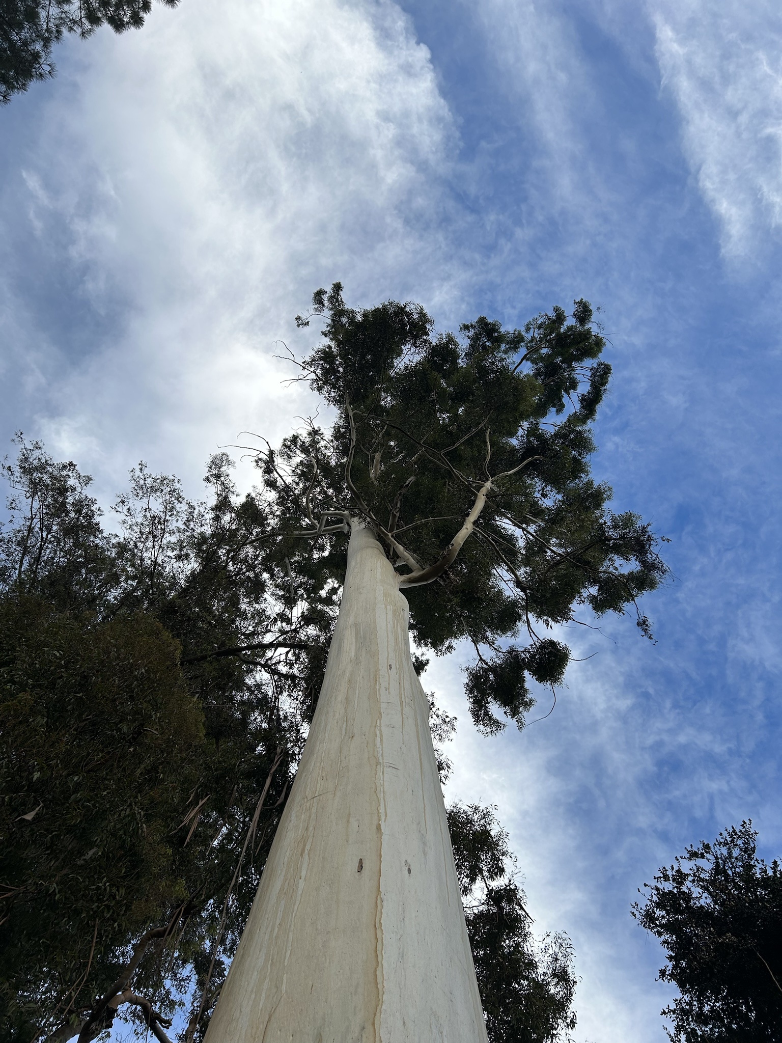 A Beautiful View of Trees Against the Sky
