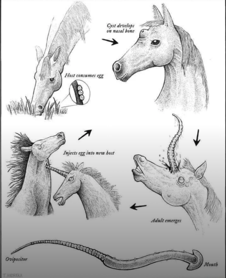 The Magical World of Unicorns