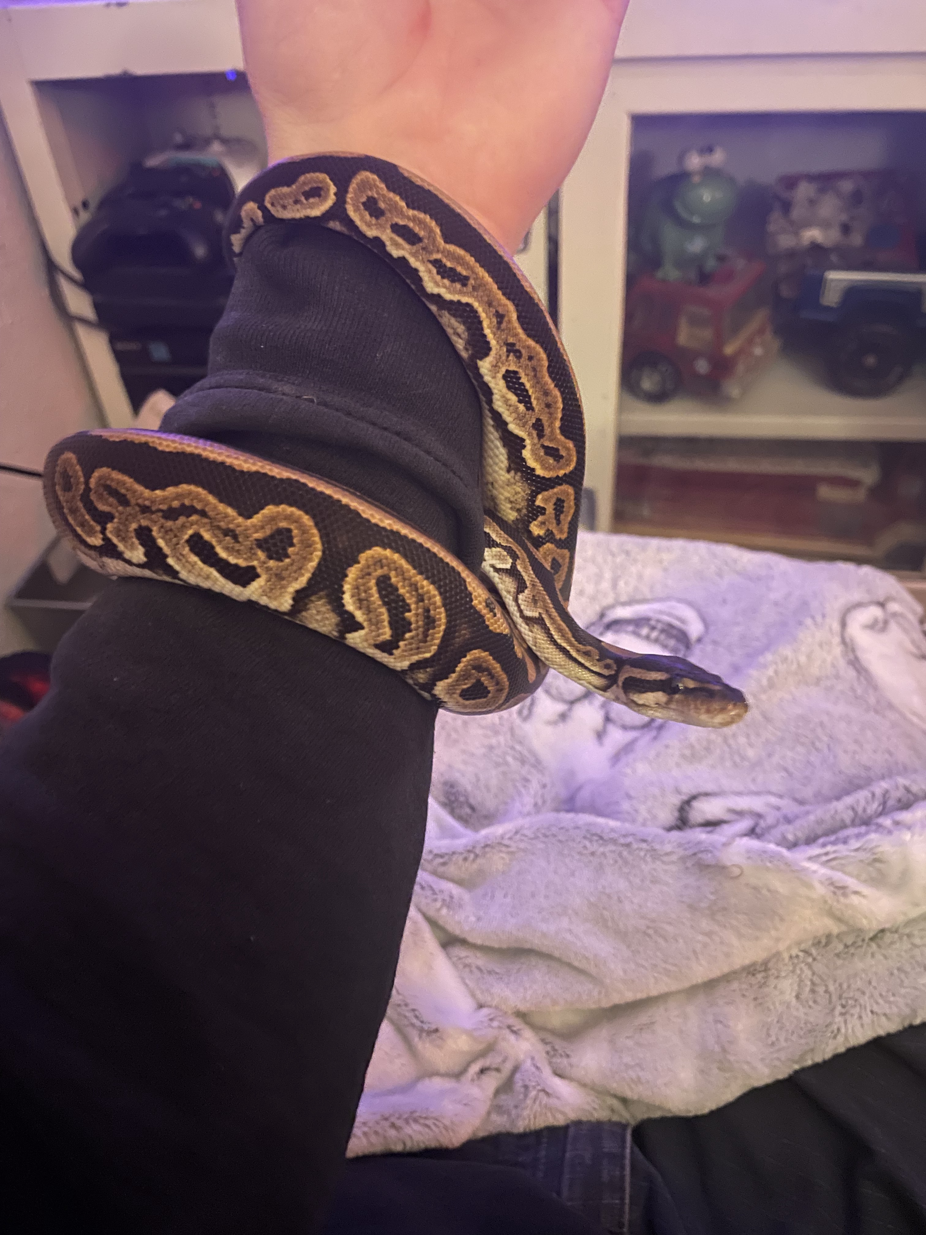 Meet Motley, the charming snake!