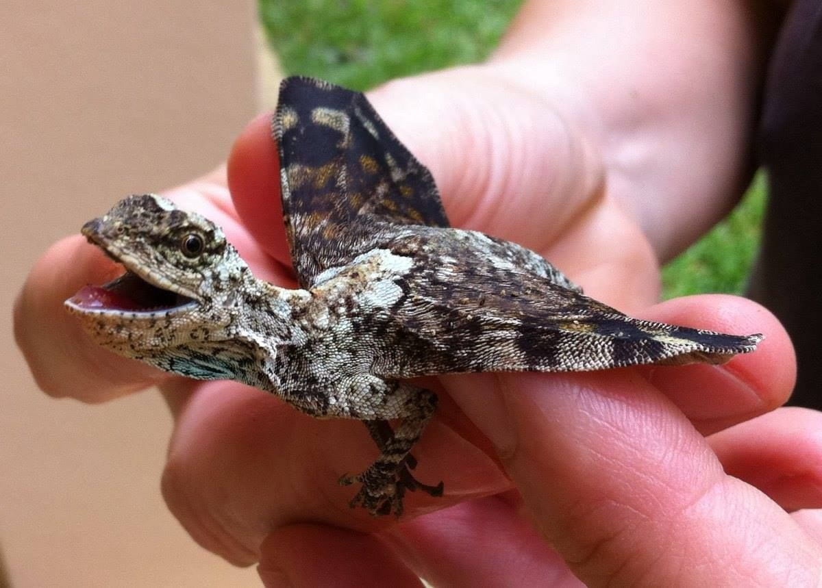 Soaring Lizard Adventures