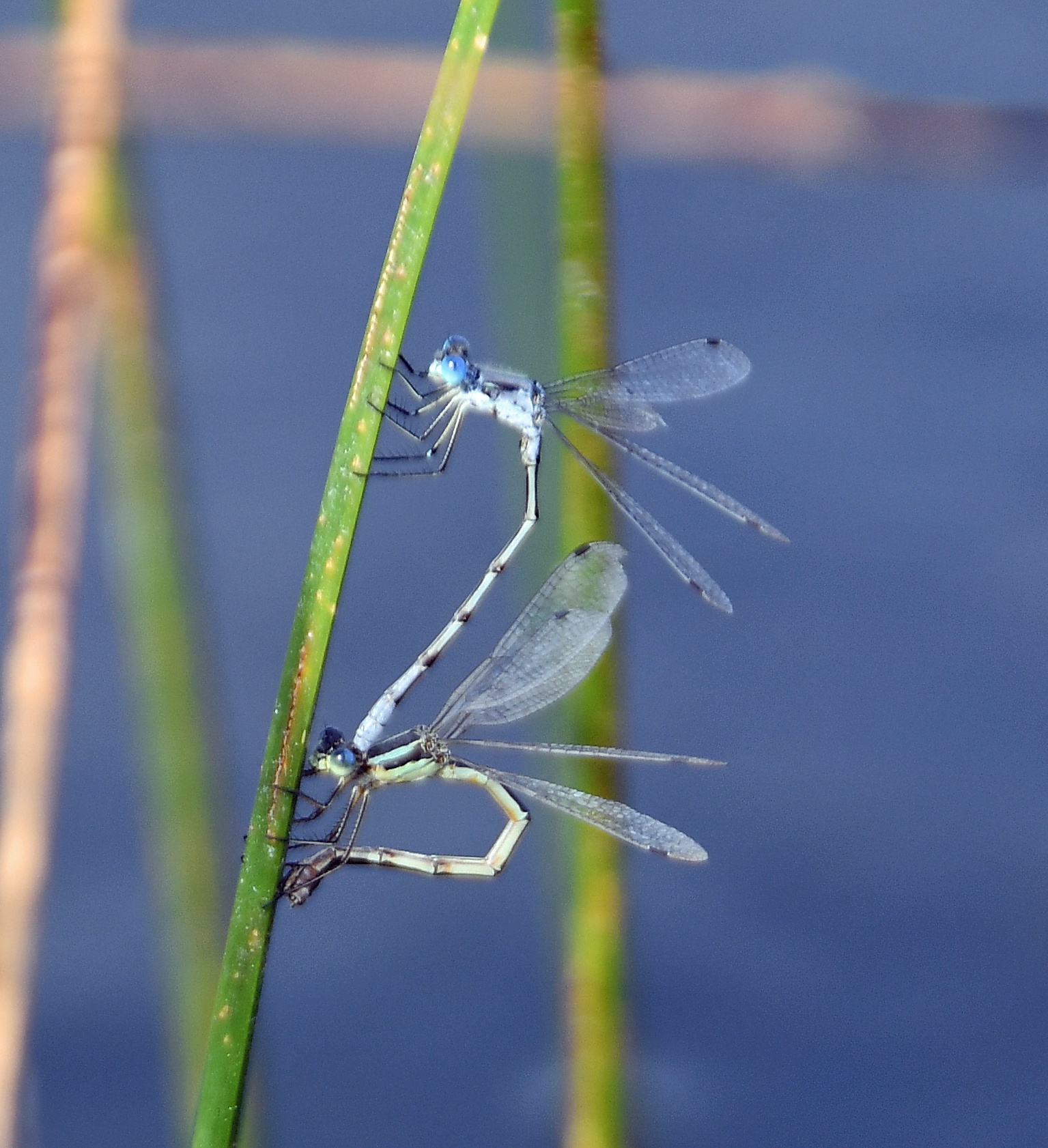 Damselflies Living Their Best Valentine's Day Life