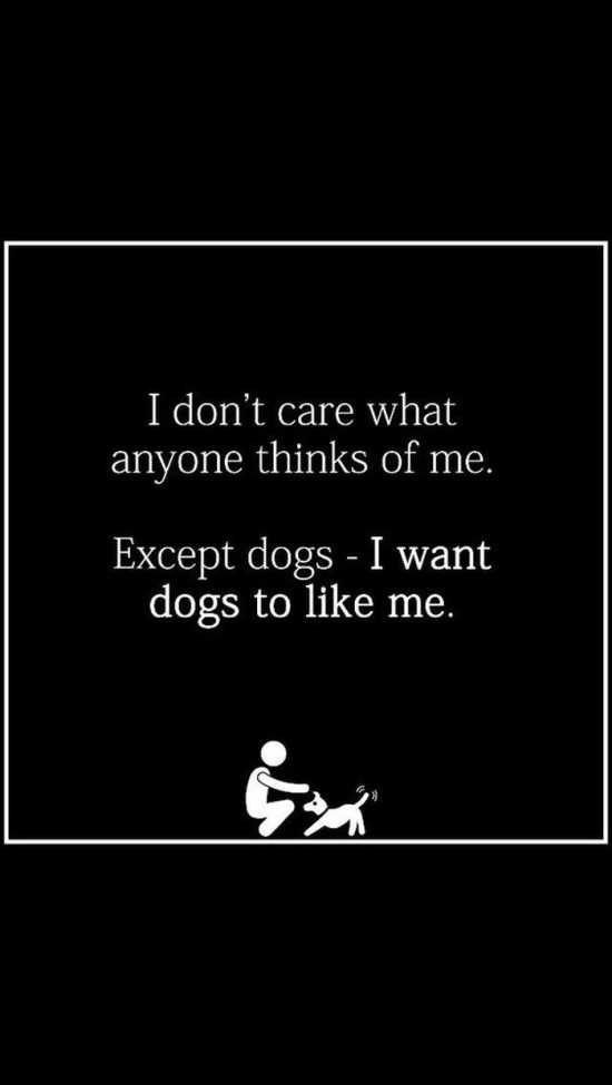 This Dog Meme Will Have You in Stitches!
