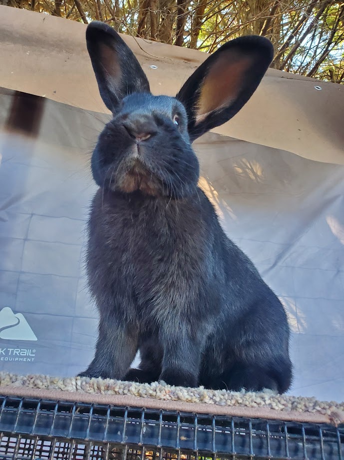 Whispen's Ultimate Rabbit Photo References