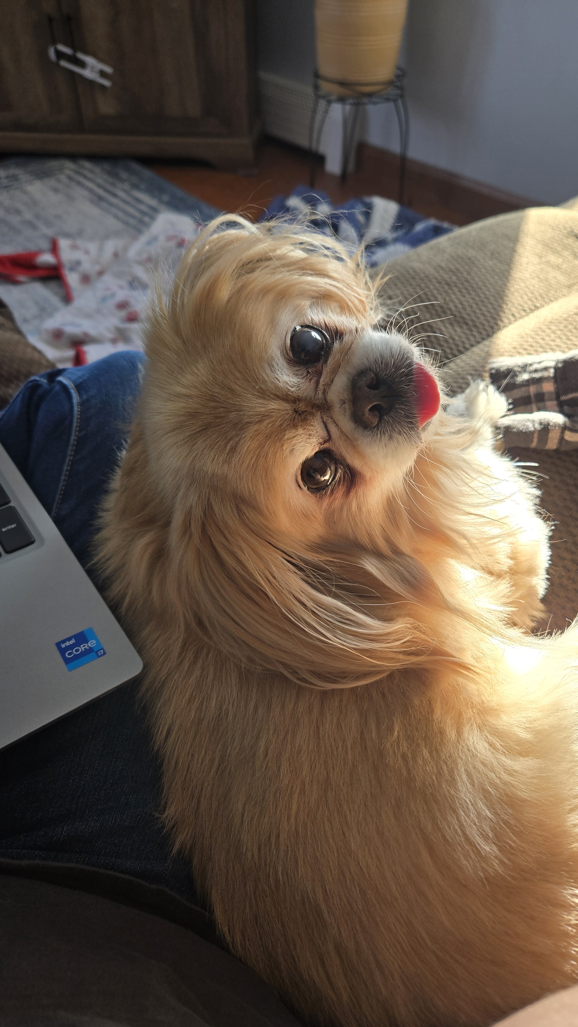 My Gizmo's Hilarious Reaction When I Steal a Chip from the Bag