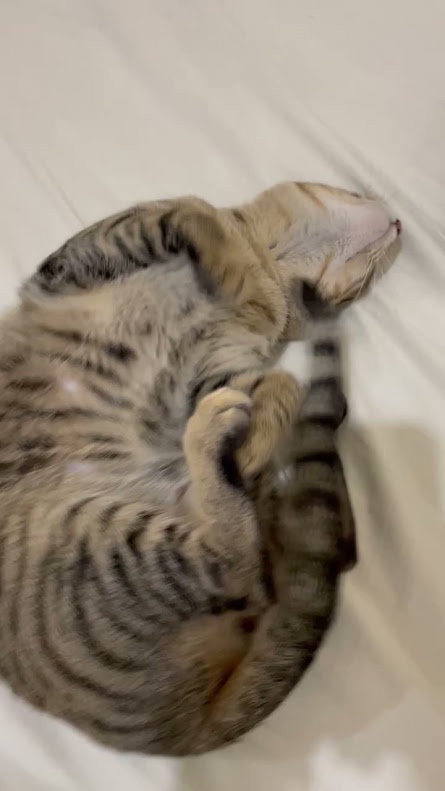 The Adorable Adventures of a Curious Cat