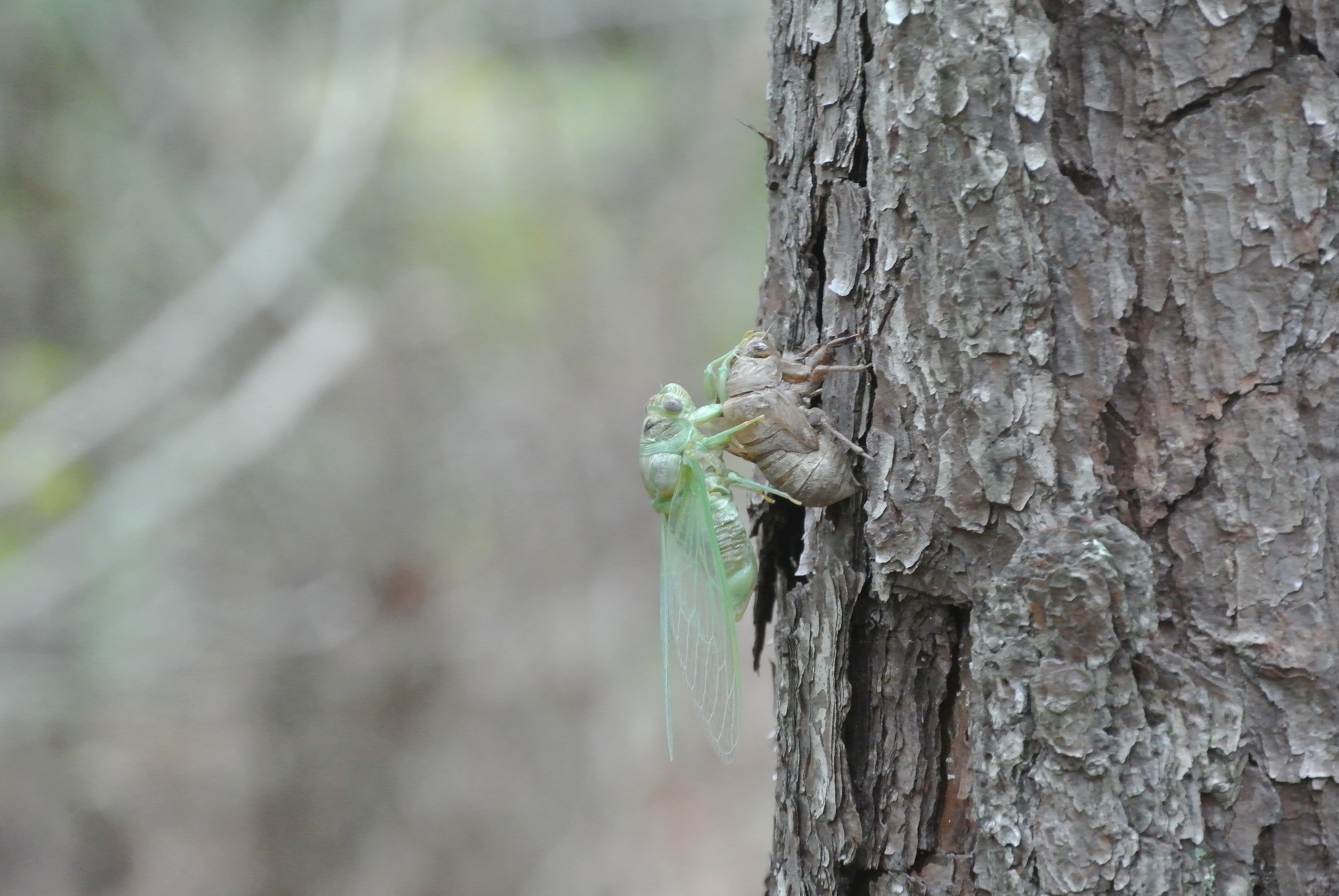 Cicada in Action: Nature's Little Performer