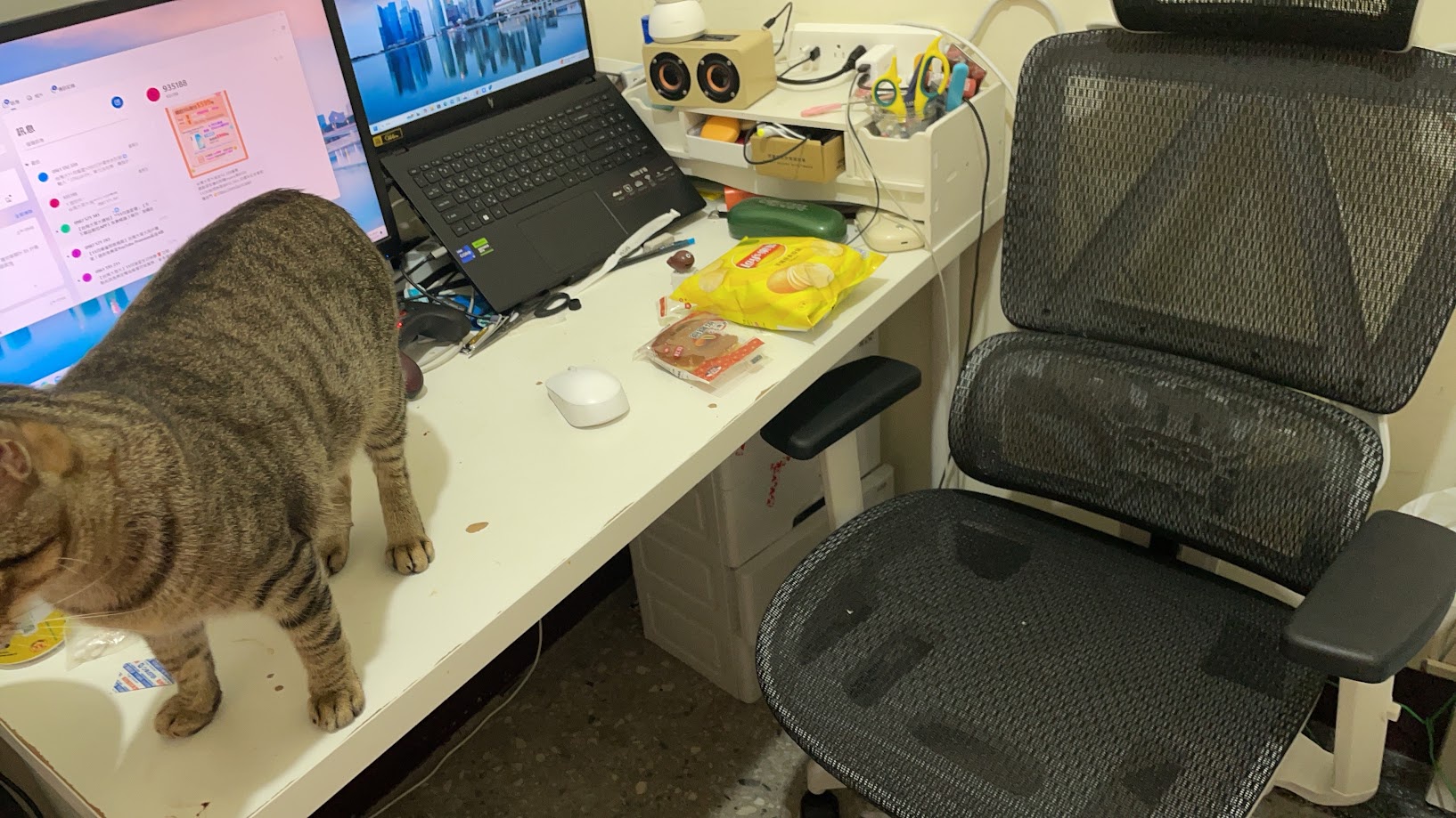 The Cat Diaries: More Furry Fun