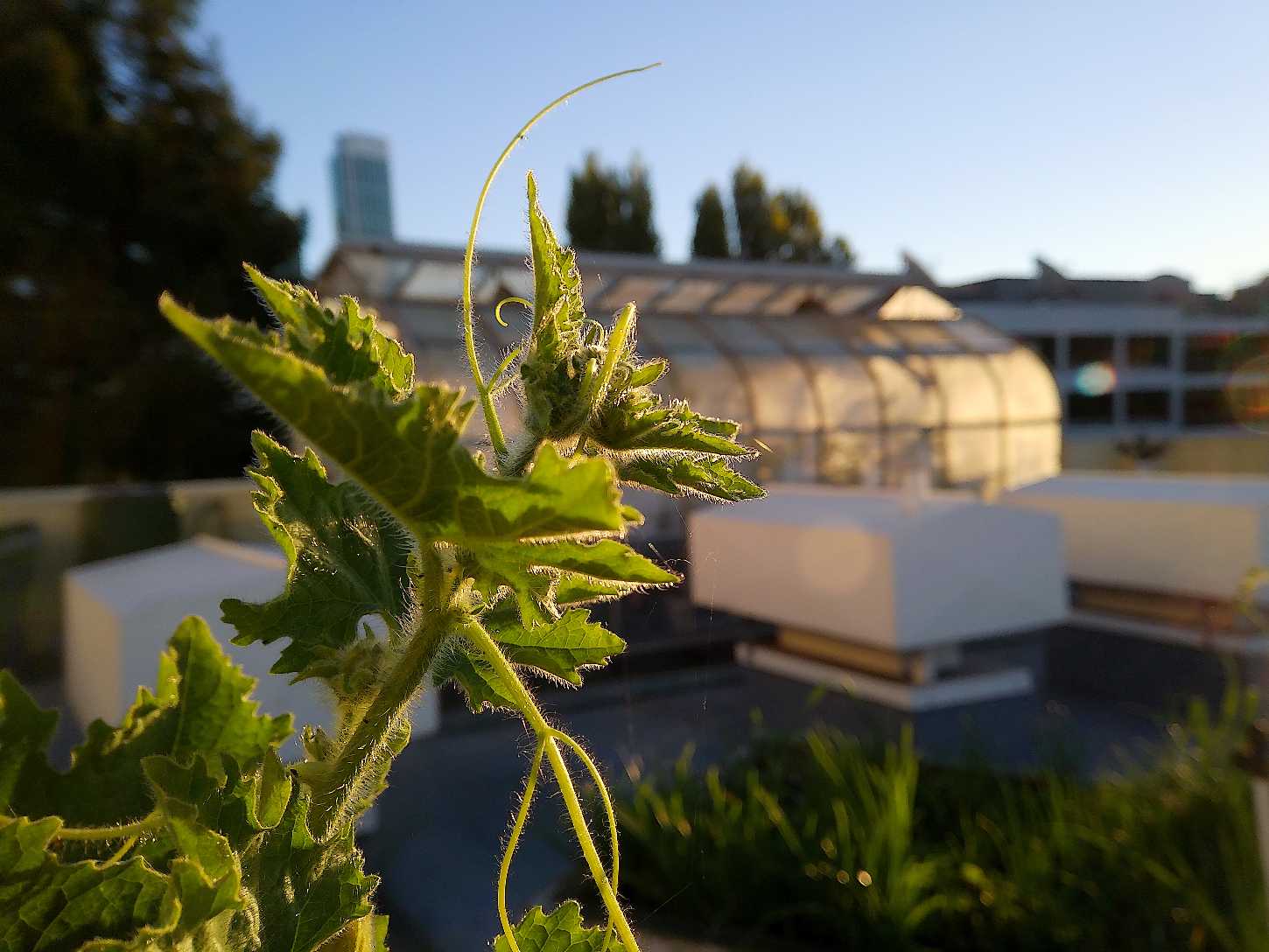 You Just Can't Compete with the Beauty of Morning Light