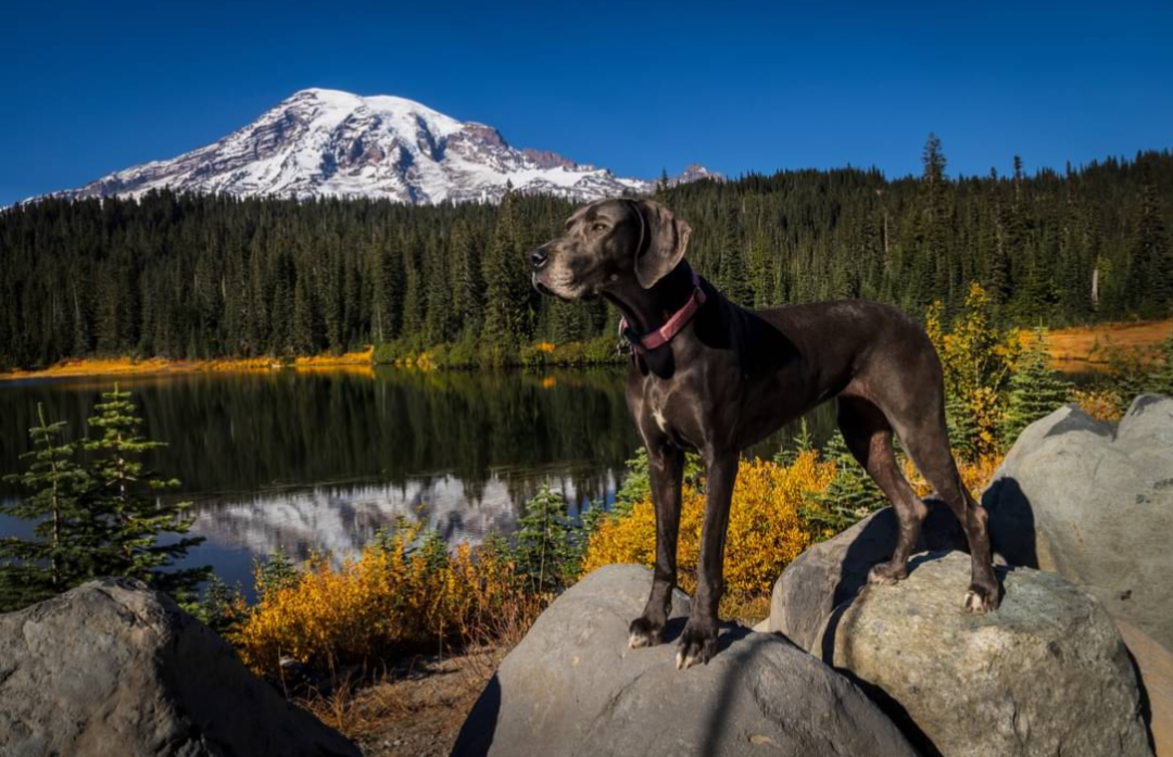 Meet River the Dane at Mt Tahoma: The Ultimate Photographer's Assistant and Model