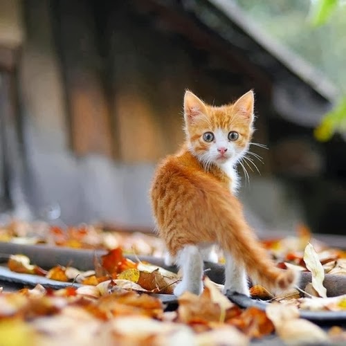 Today's Featured Cat: Meet Our Furry Friend!