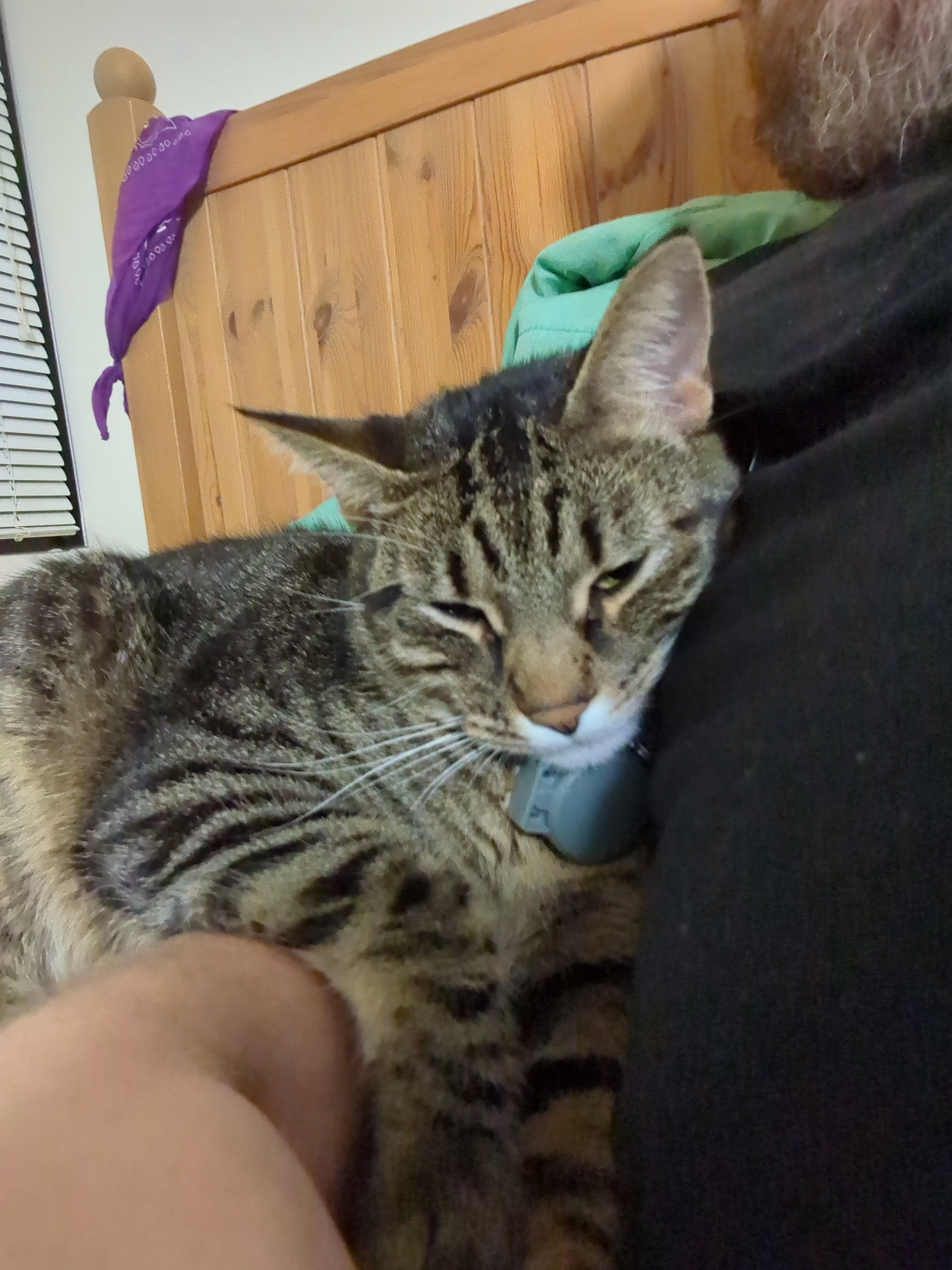 Apparently, My Arm Has Become a Cozy Cat Bed