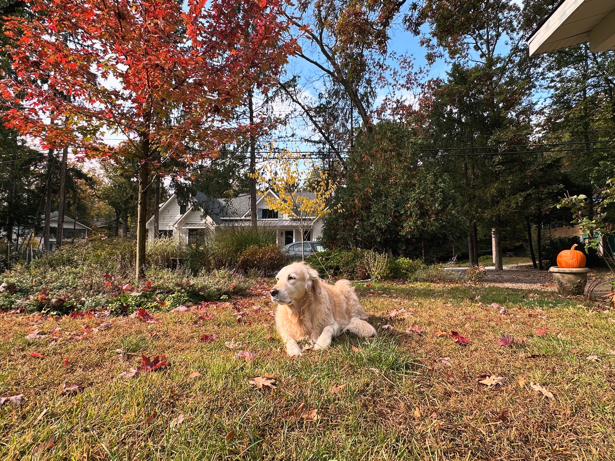 The Enigmatic Golden Pumpkin Awaits