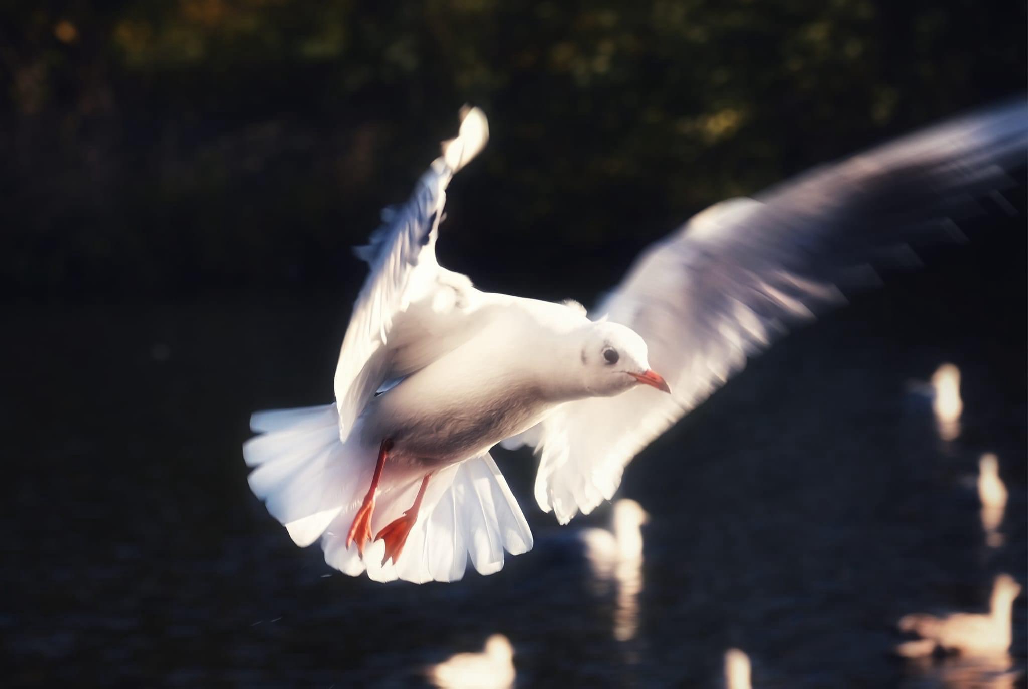 A majestic gull soaring through the sky.