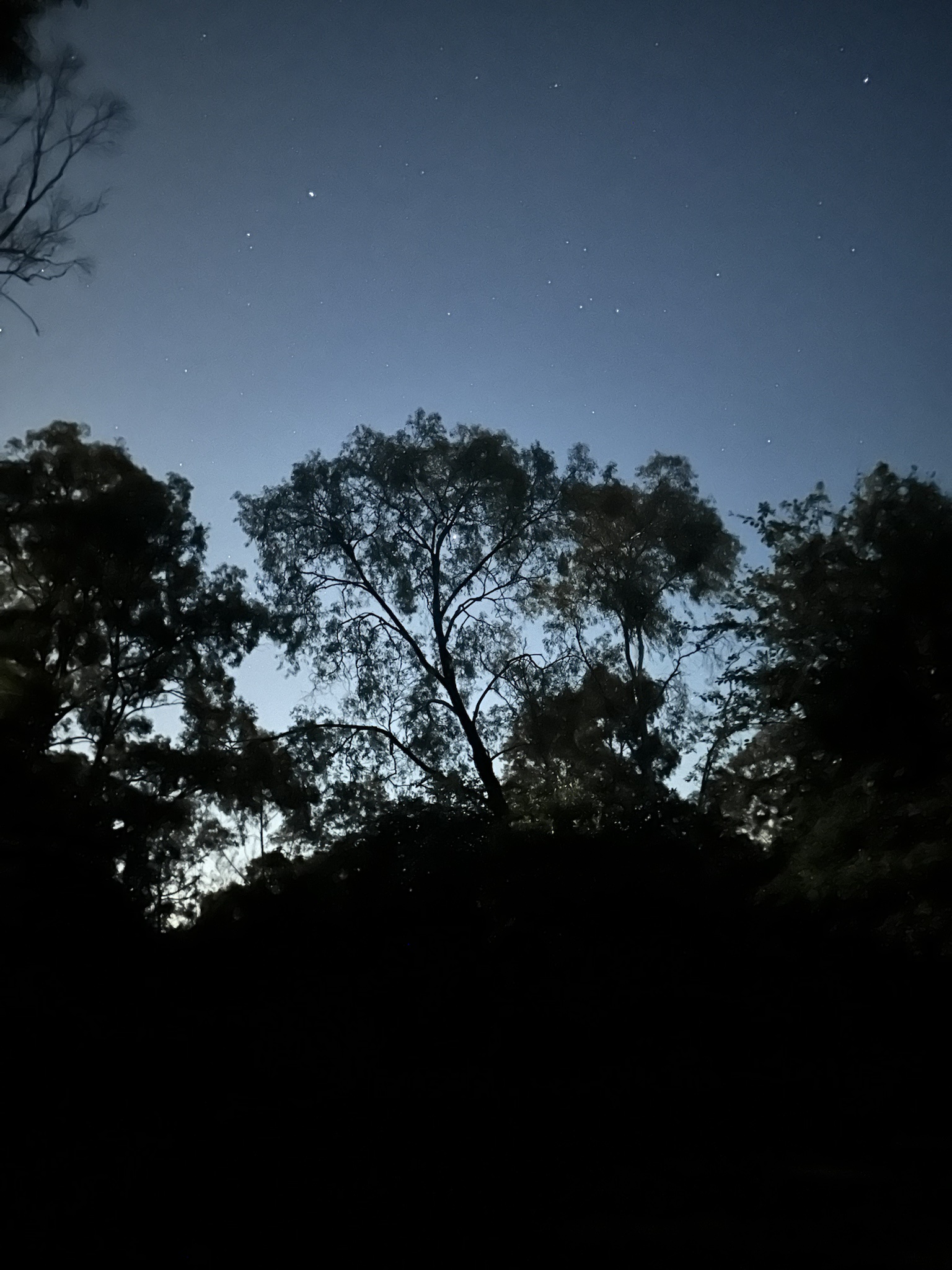 Gazing at Mars Through the Trees: A Unique Perspective