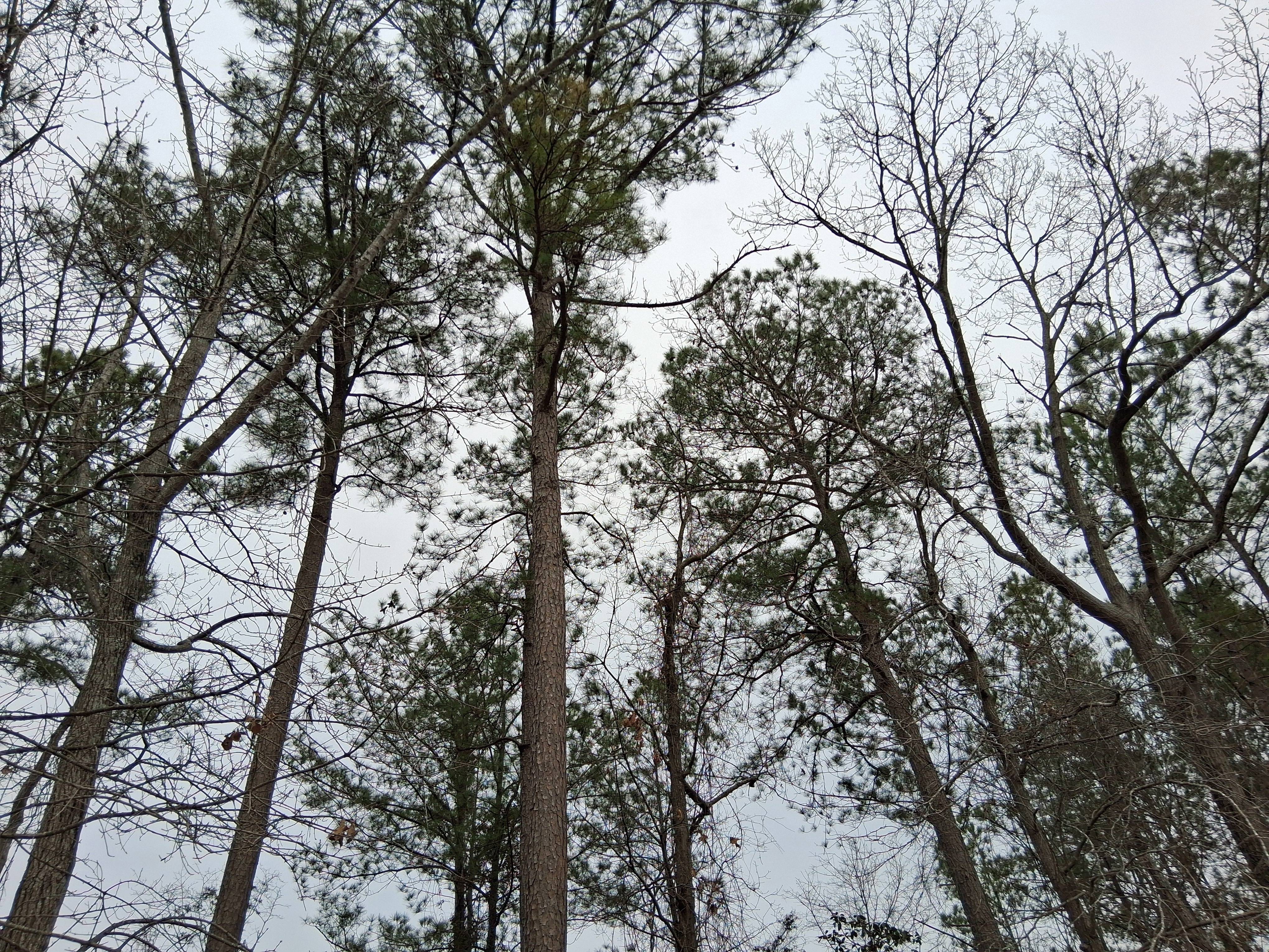 Reaching New Heights: Tall Trees