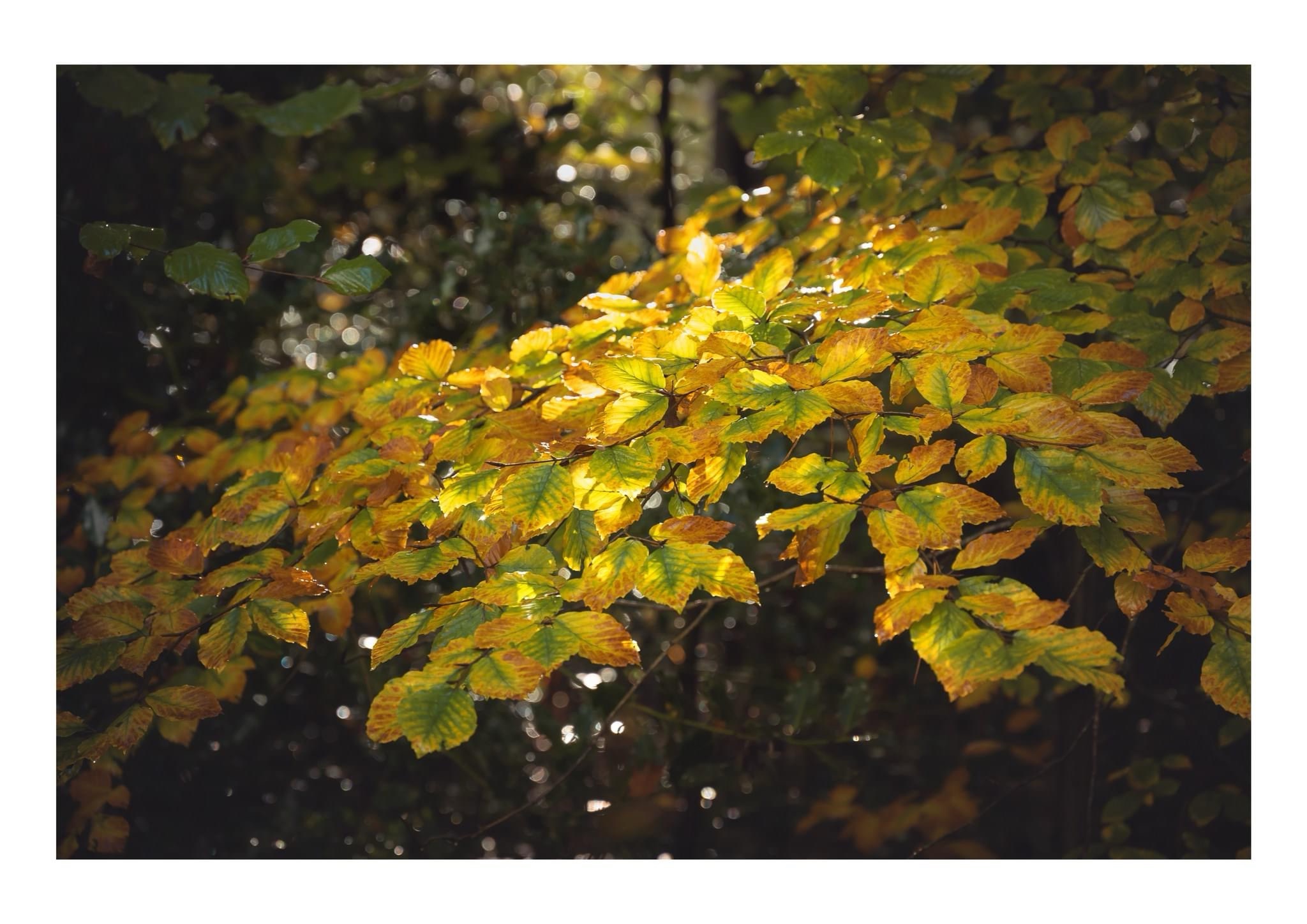 Nature's Colorful Canopy