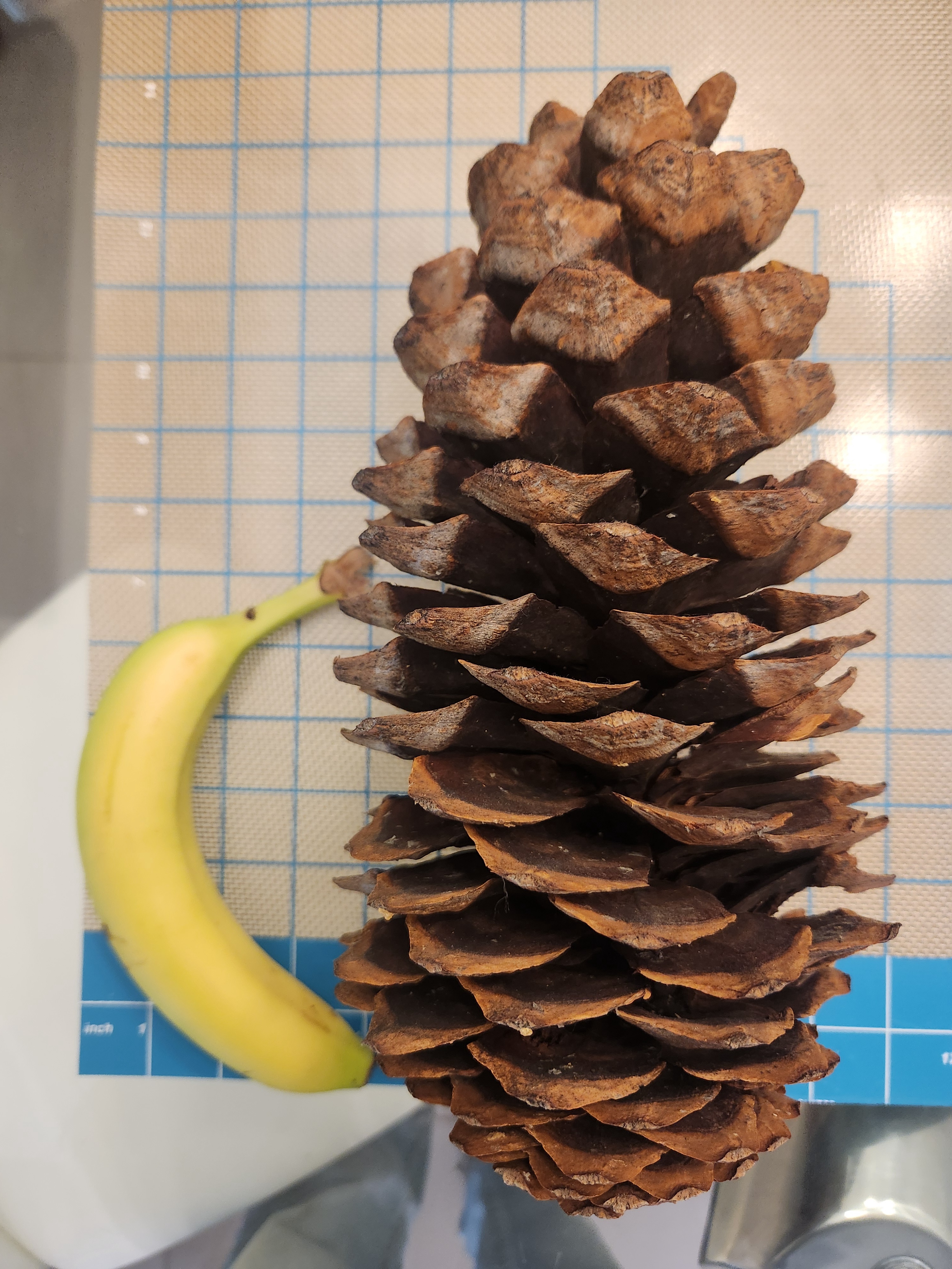 TPC4L: True Pinecone Commitment for Life