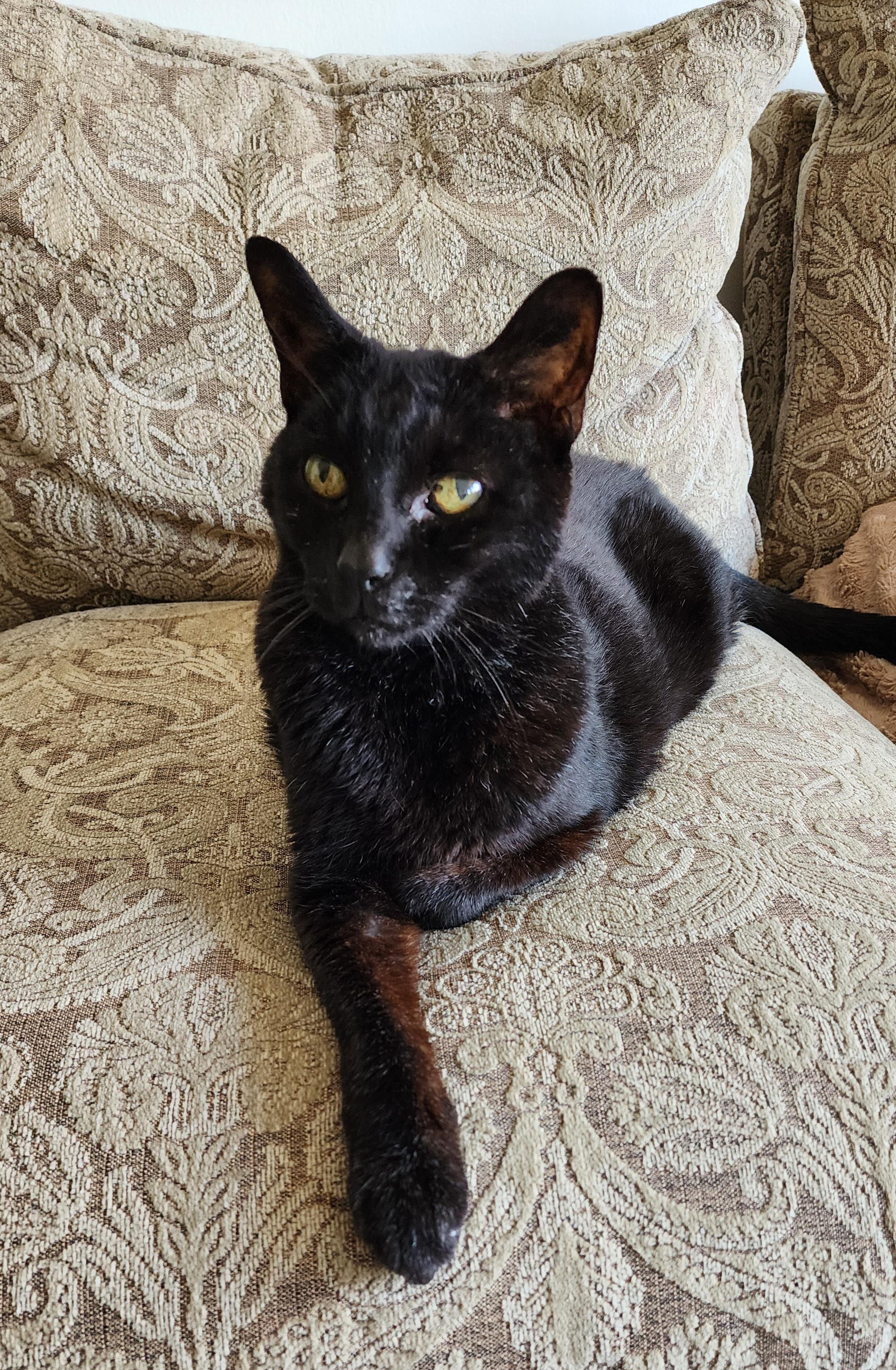 Celebrating Coco: A 21-Year-Old Journey Across the Rainbow Bridge