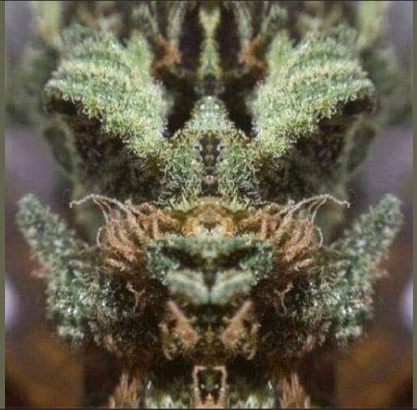 The Enchanting Tale of Puff the Magic Dragon