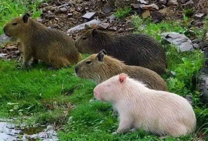 Meet the Rare Albino Capybara