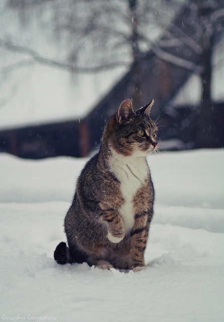 Meet Today's Adorable Feline Star