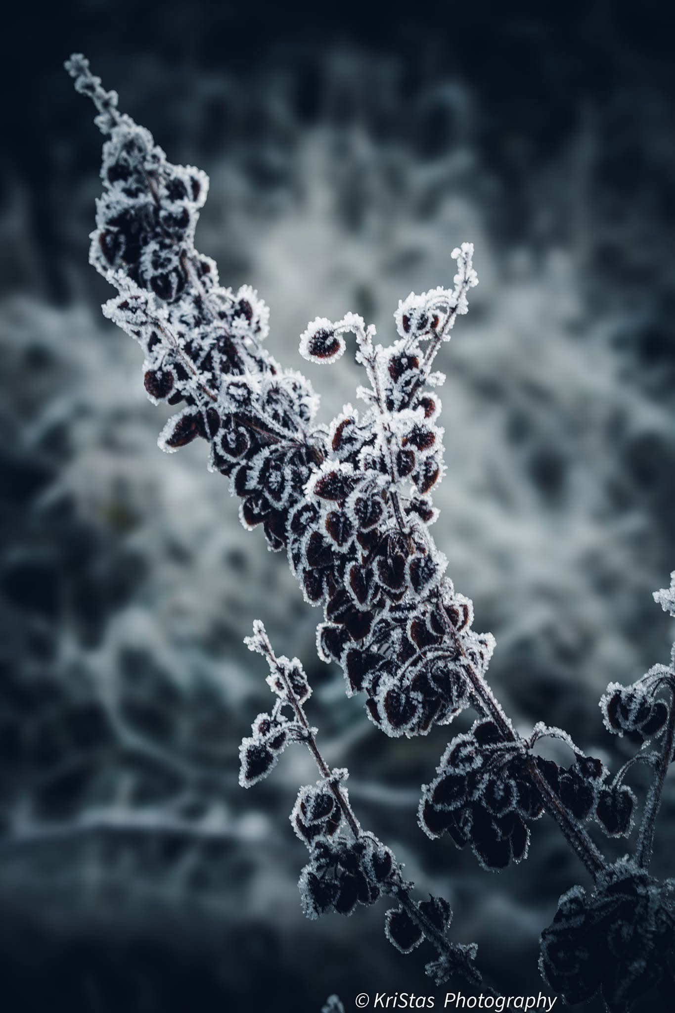 In a State of Frozen Stasis
