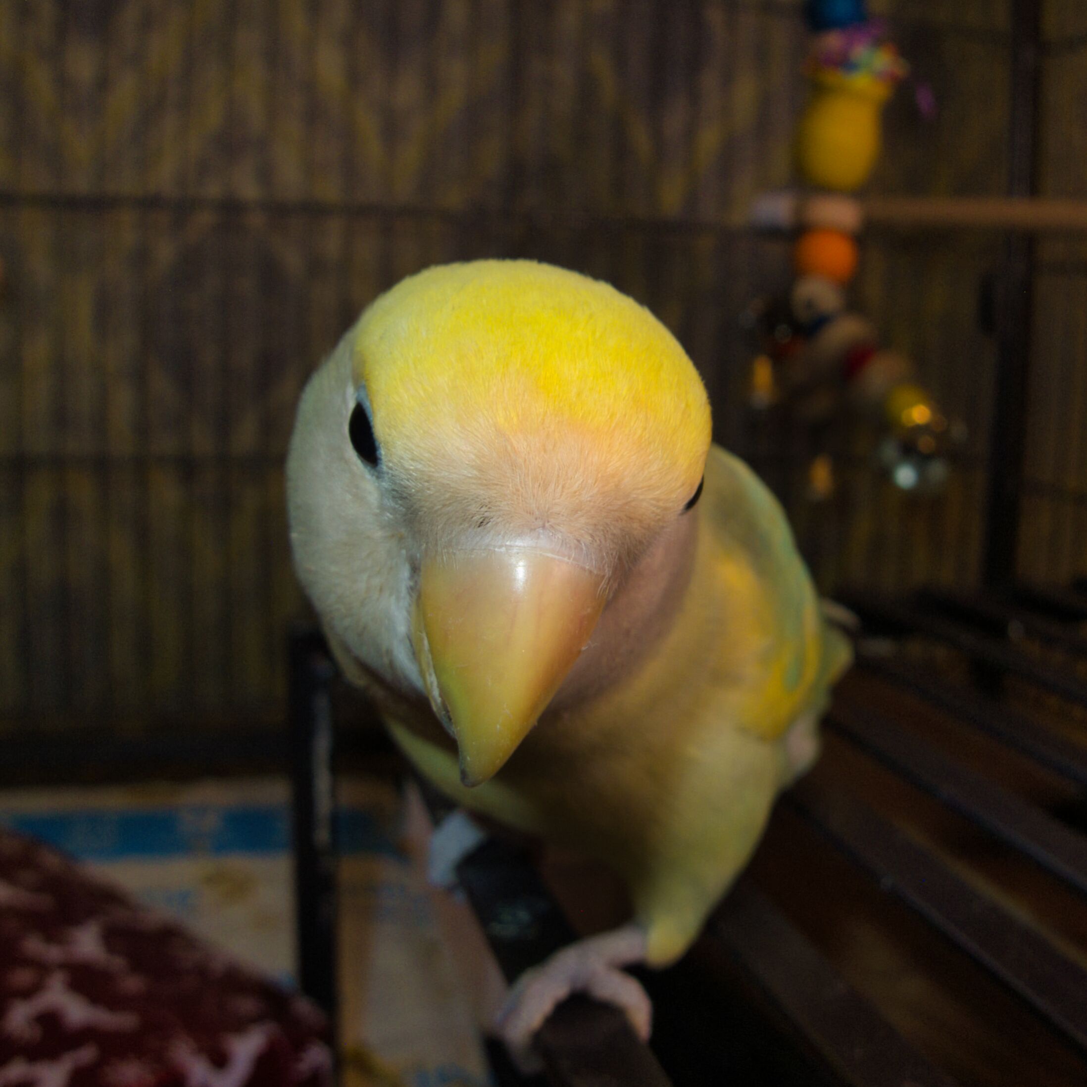 Big Guy stands fearless against the point-and-shoot camera!