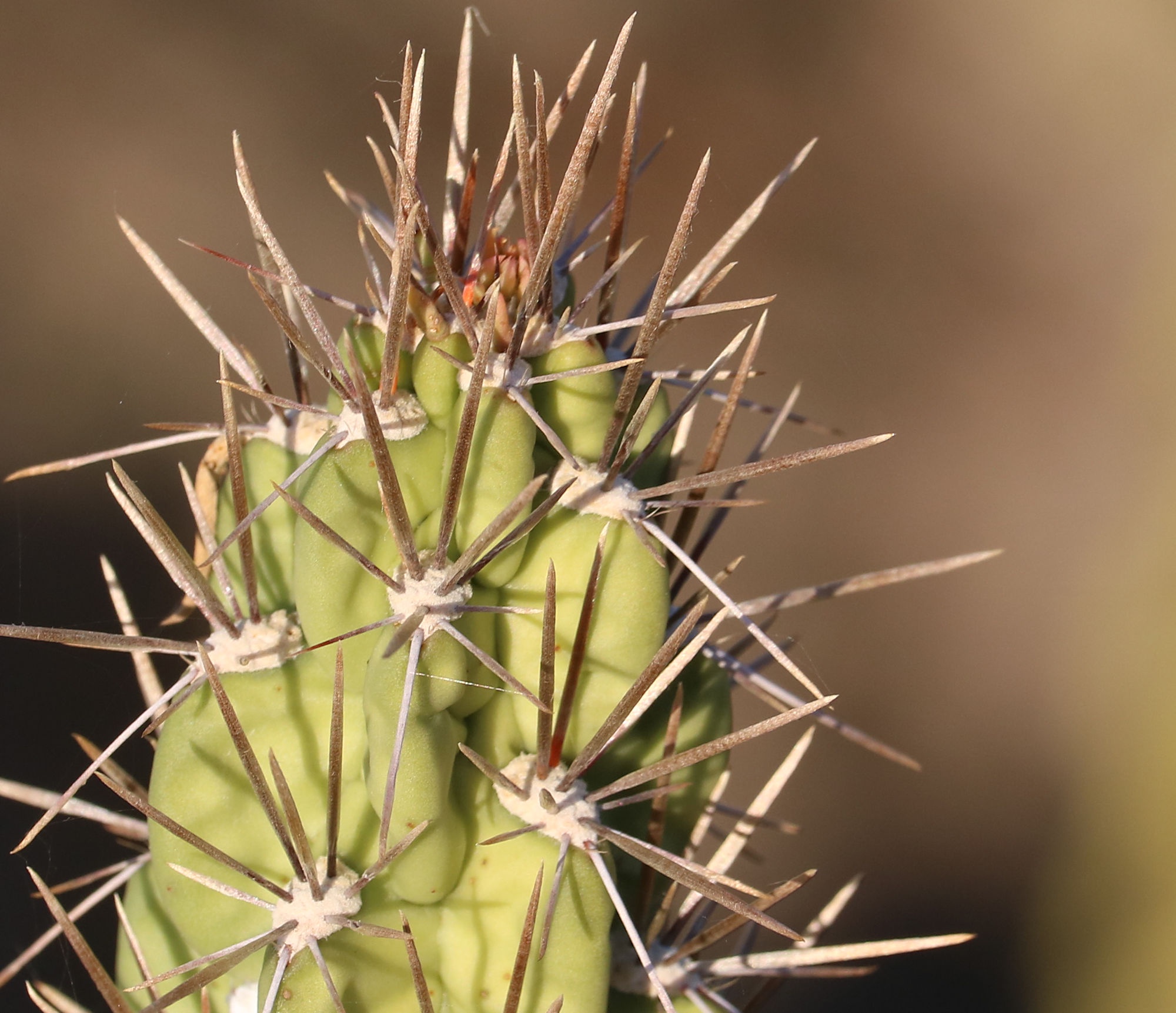 Charming Cacti Lining the Western Canal